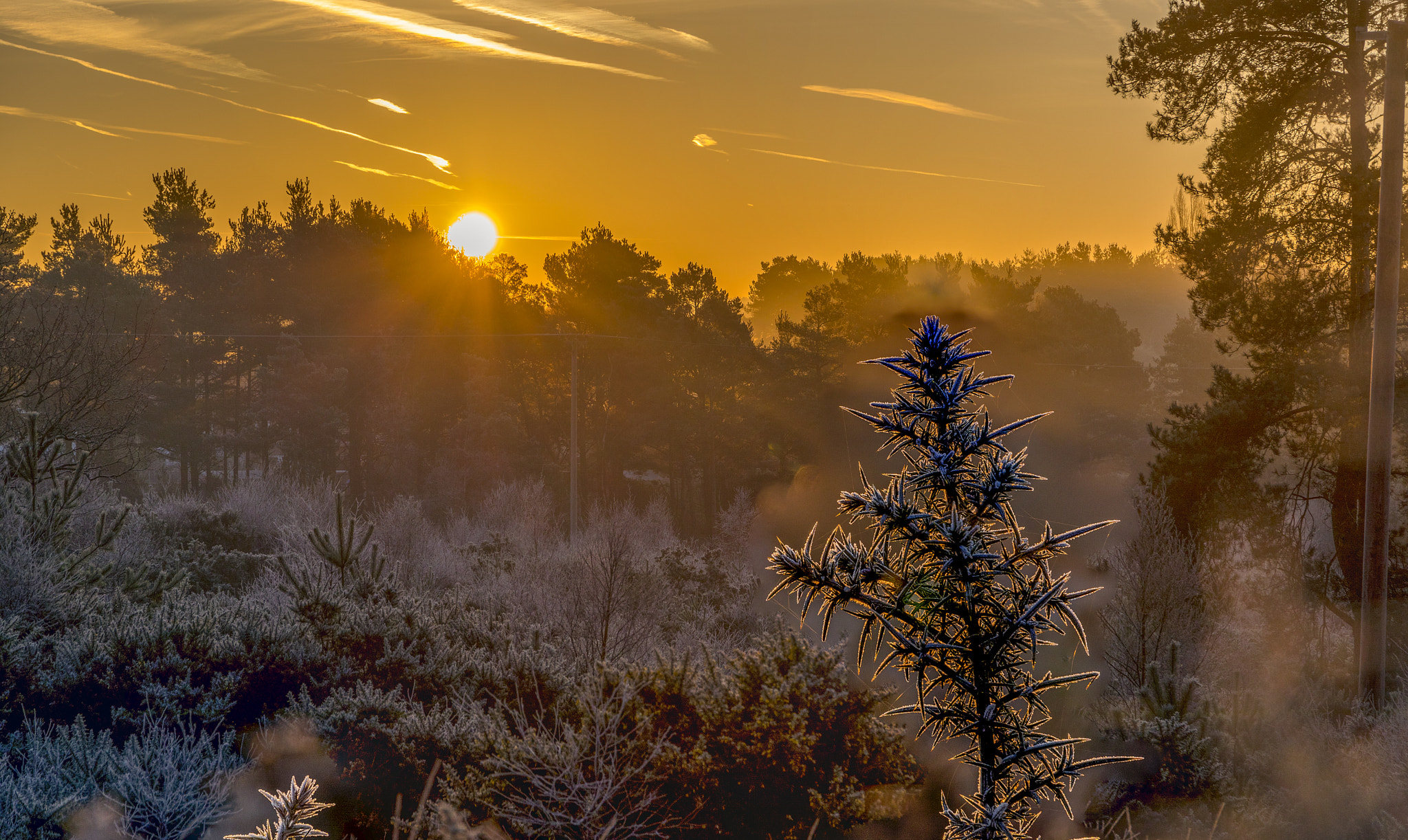 Canon EF 24-105mm F3.5-5.6 IS STM sample photo. A sharp frost photography