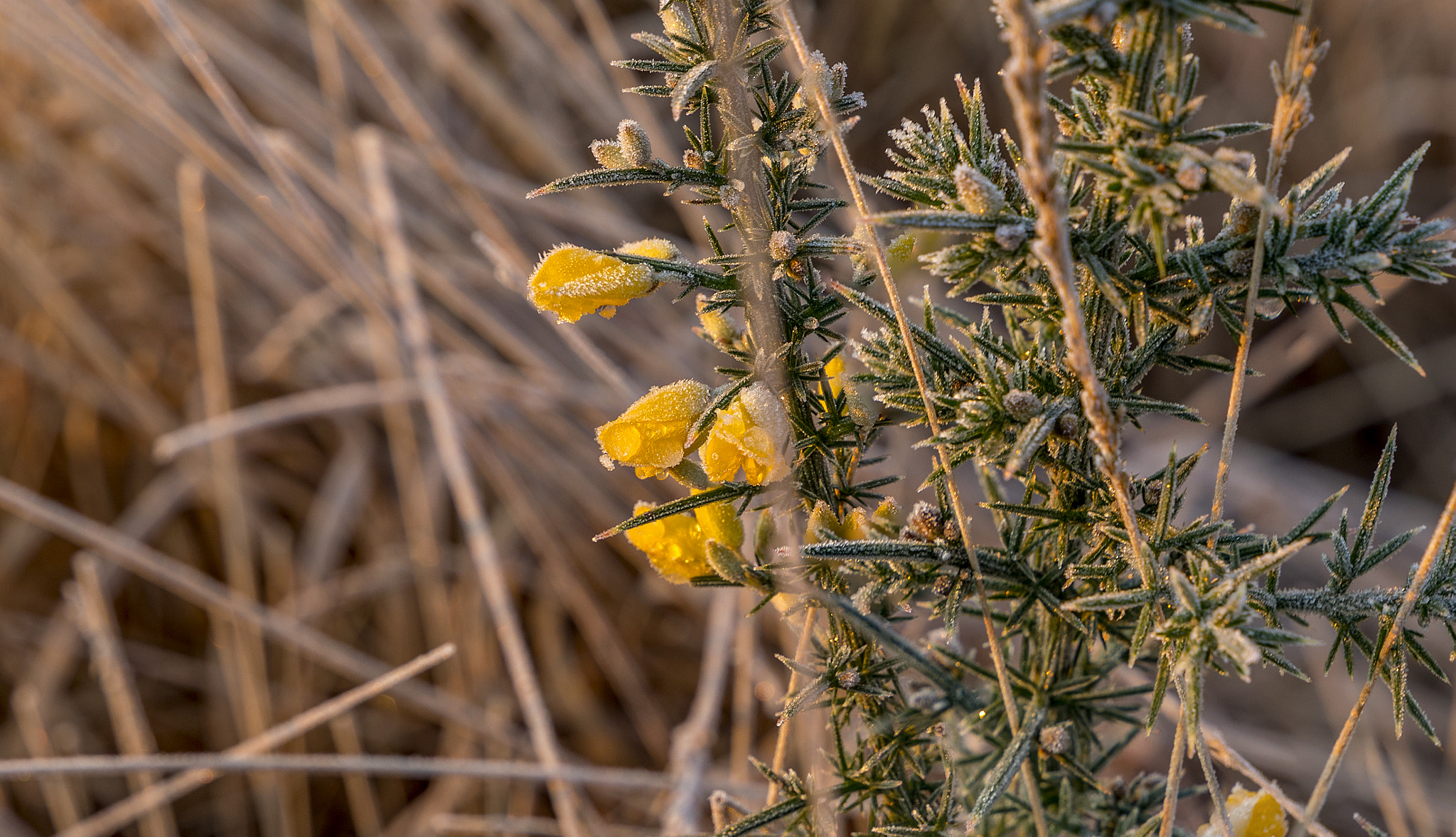 Canon EF 24-105mm F3.5-5.6 IS STM sample photo. Frosty gorse photography