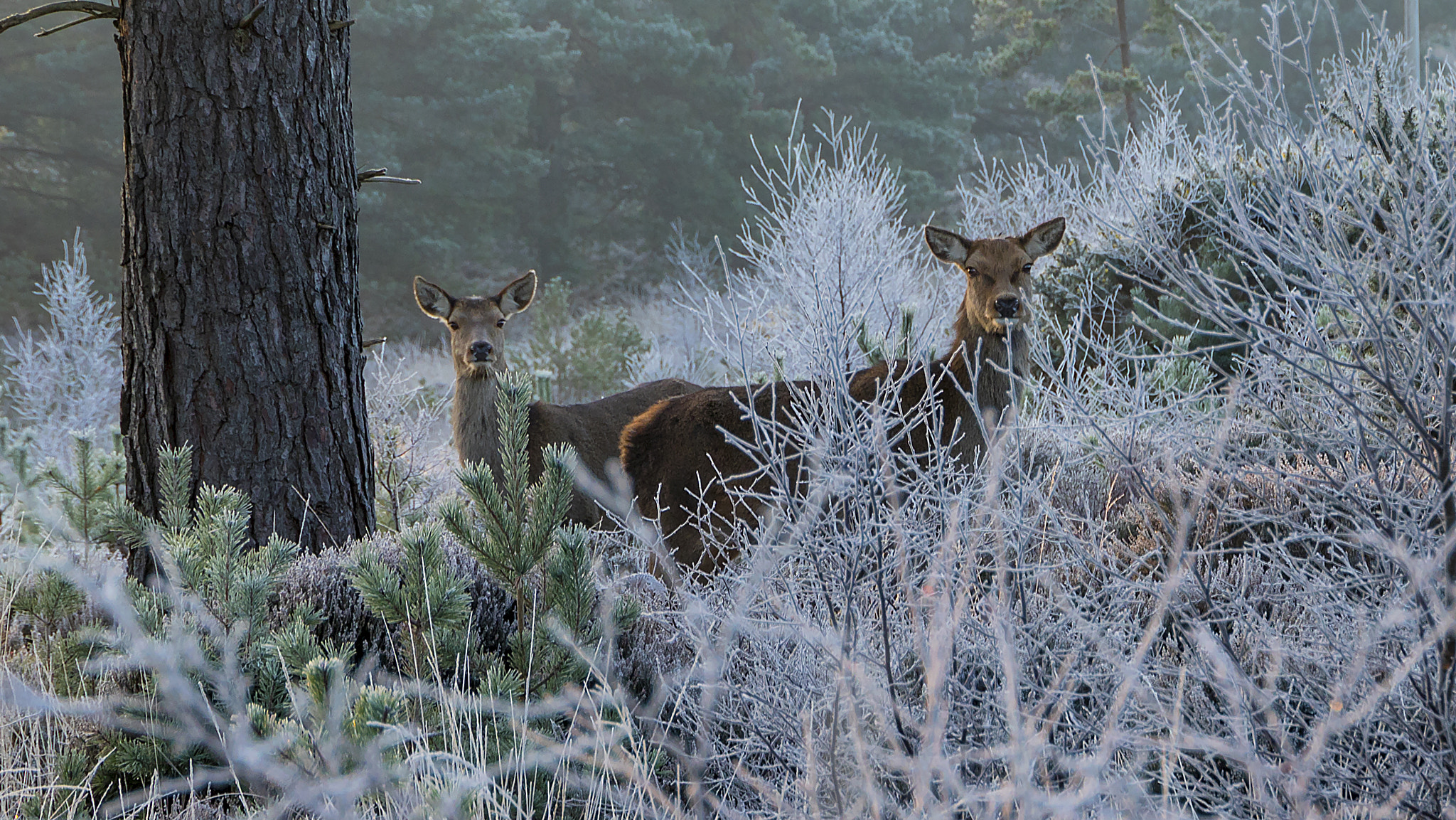 Canon EF 24-105mm F3.5-5.6 IS STM sample photo. Two deer photography