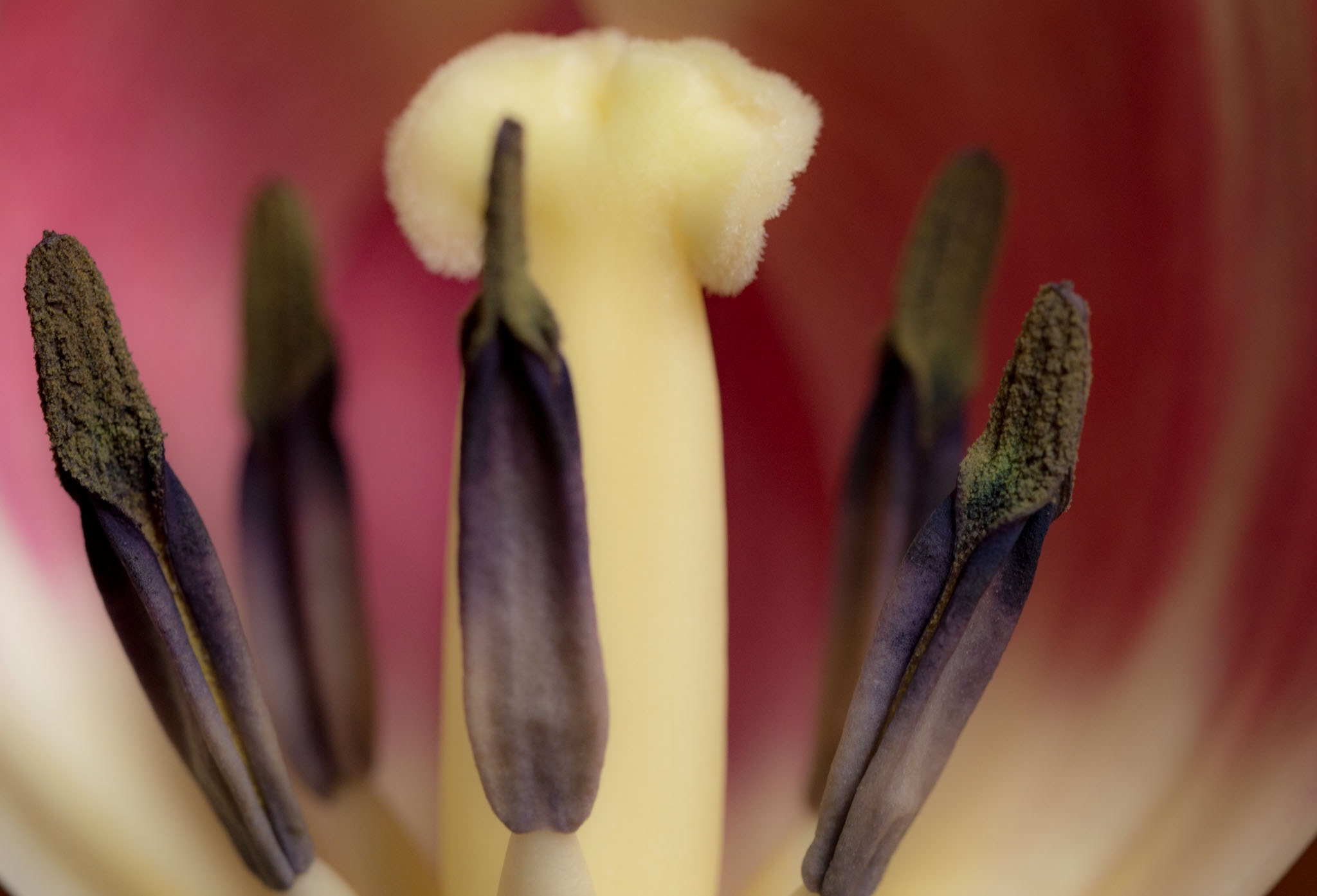Nikon D3200 sample photo. Tulip photography
