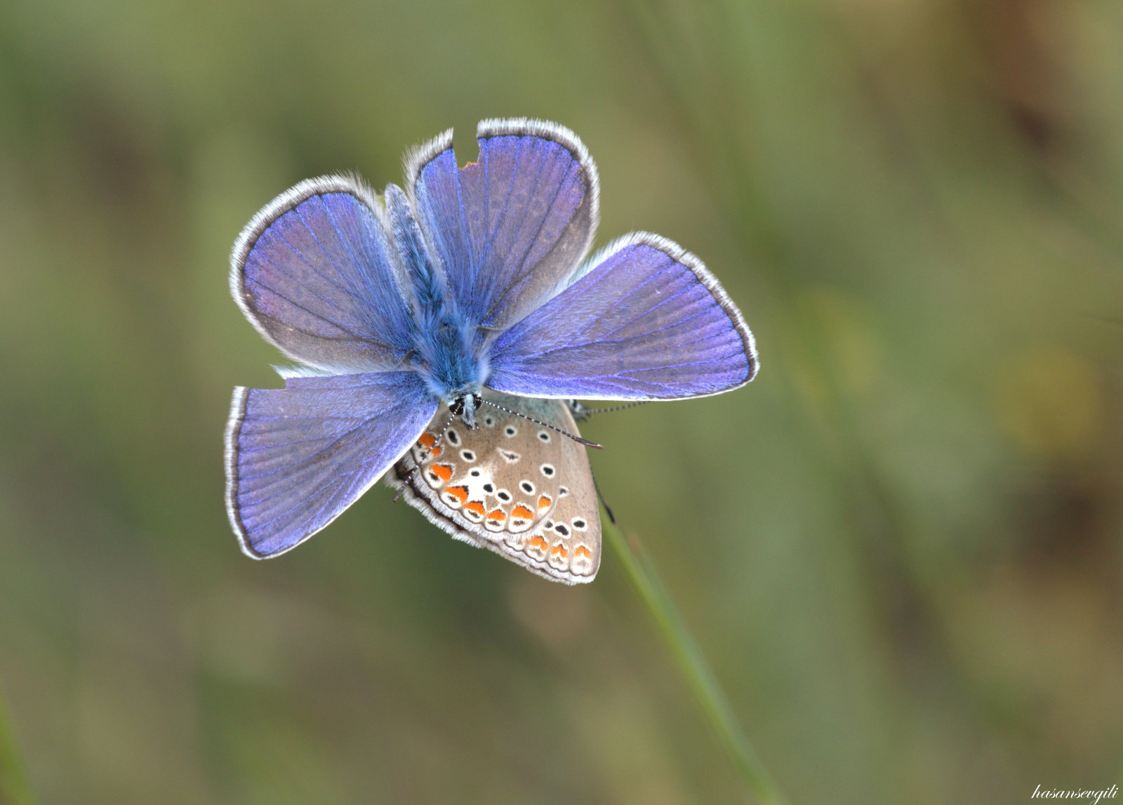 Sigma APO Macro 150mm f/2.8 EX DG HSM sample photo. Beauty photography
