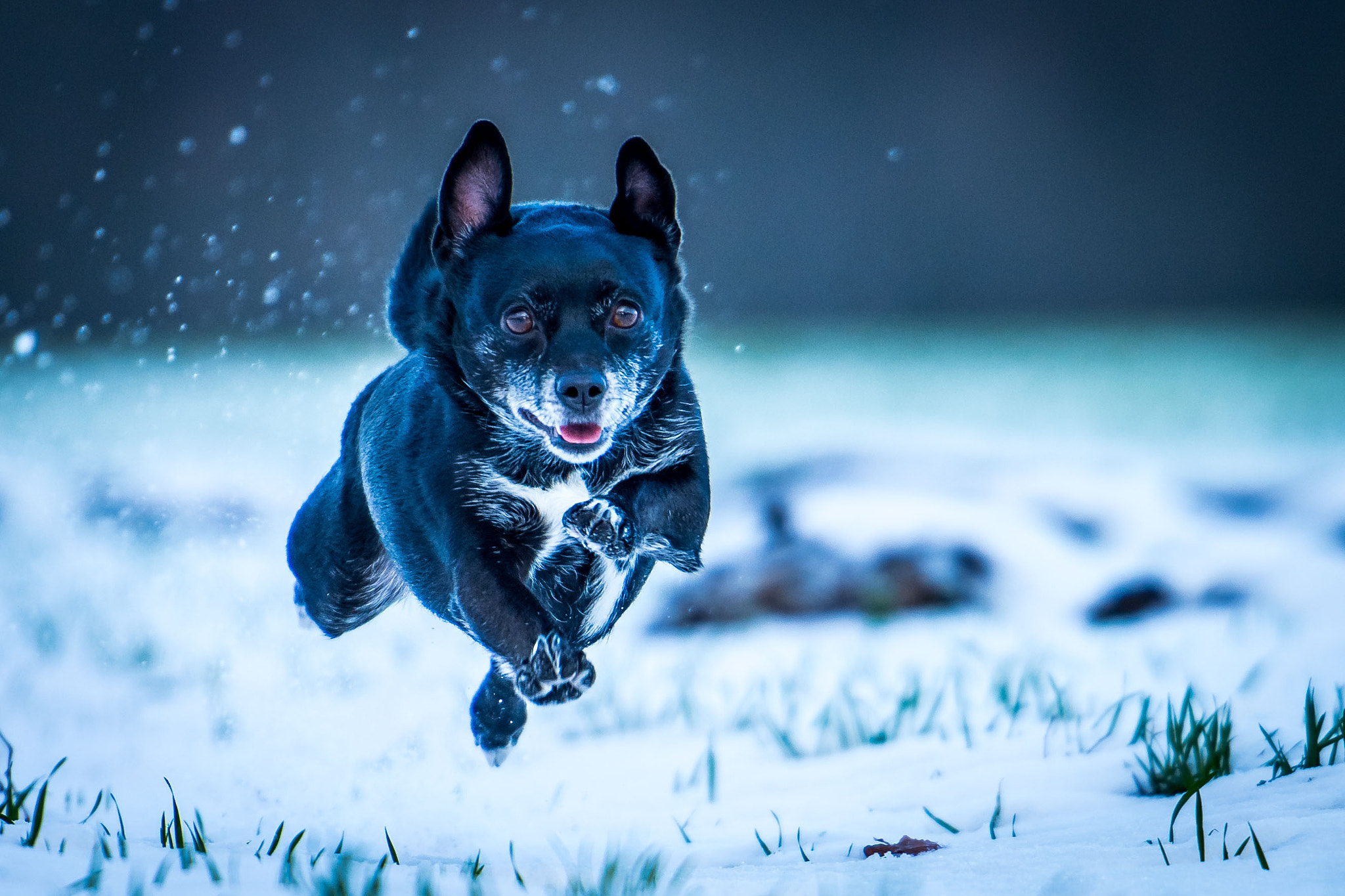 Nikon D7200 + Nikon AF-S Nikkor 70-200mm F2.8G ED VR II sample photo. Snowdog shooting (with making of) photography