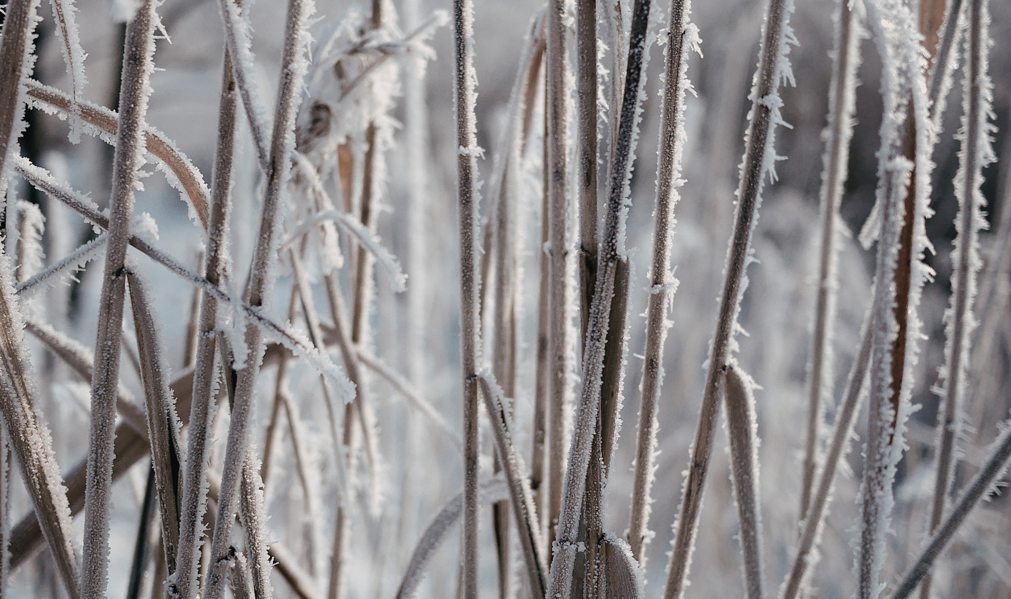 Panasonic Lumix DMC-G7 + LUMIX G 20/F1.7 II sample photo. Frozen reeds photography