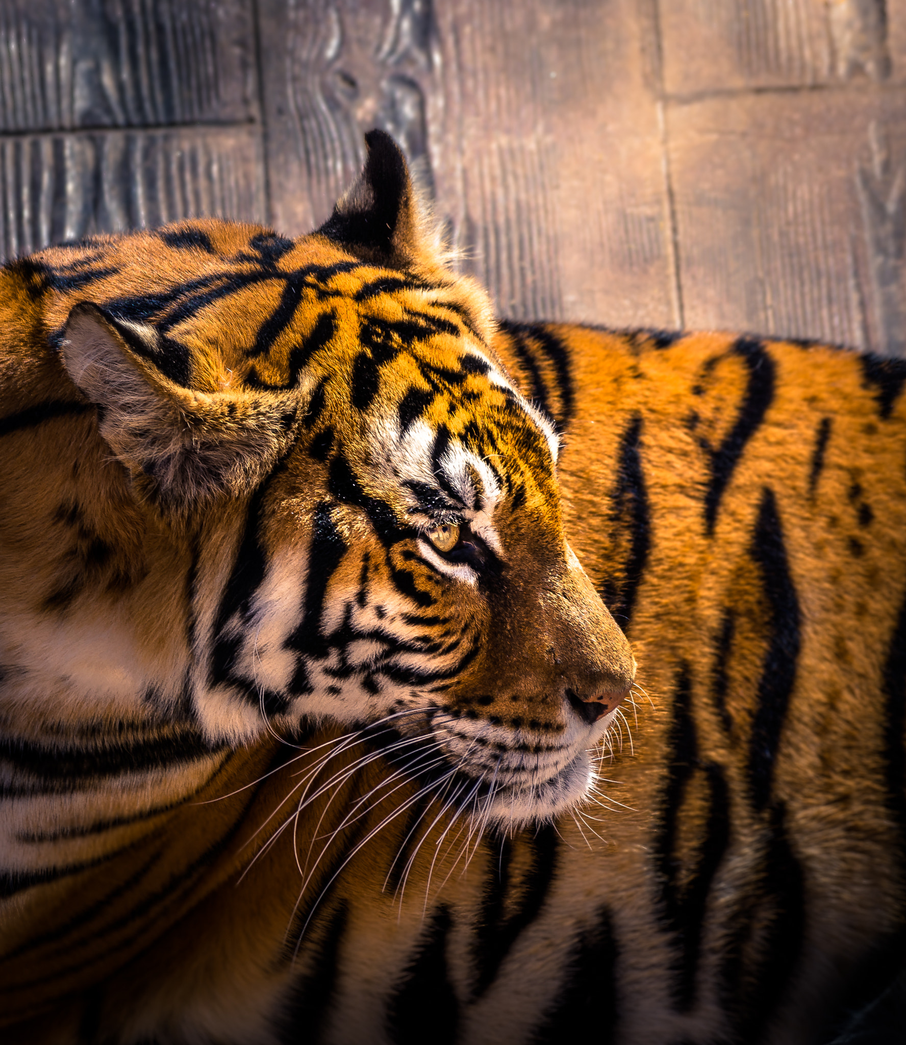 Pentax K-5 + Sigma sample photo. Eye of the tiger photography