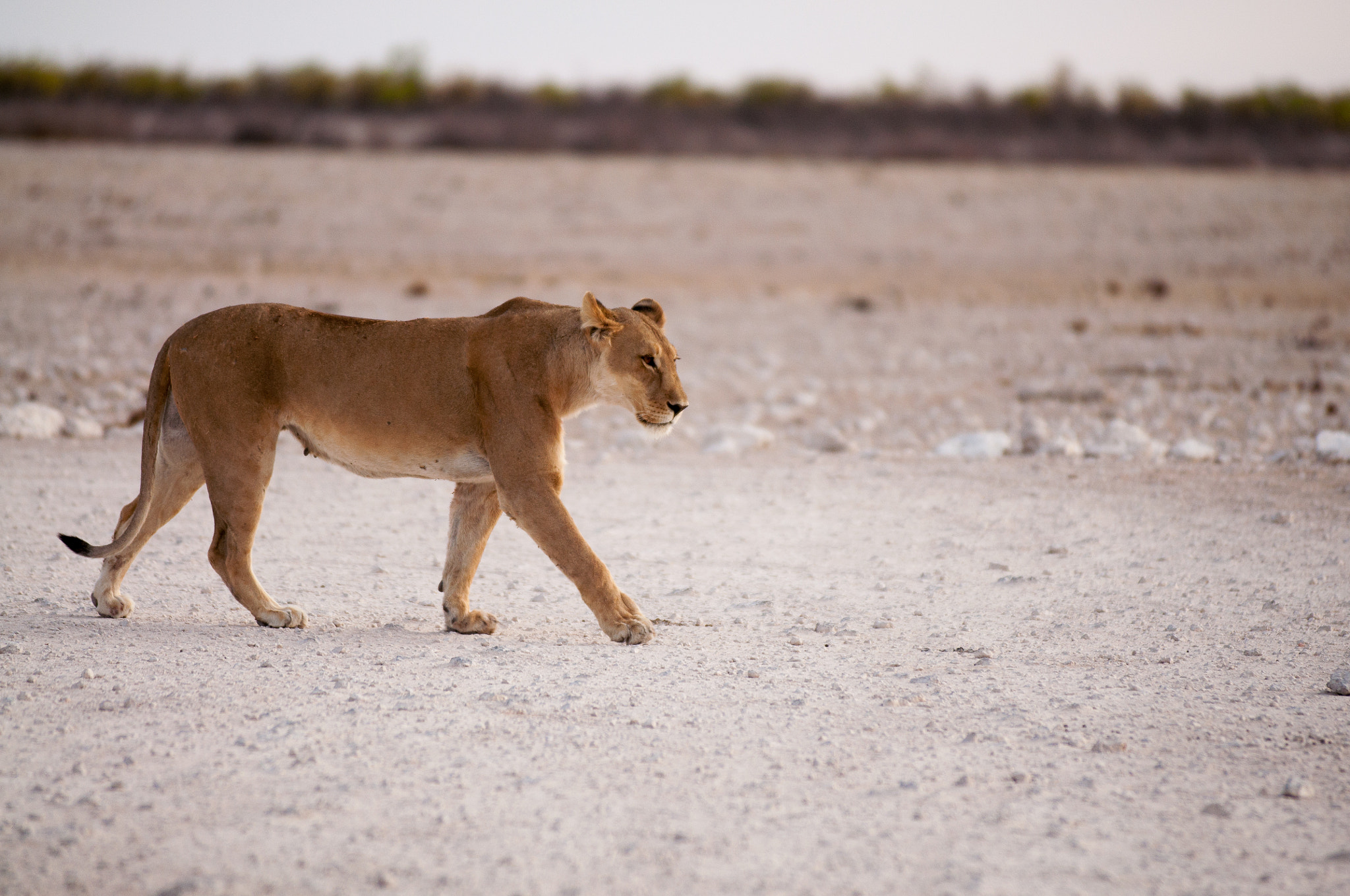 AF-S Zoom-Nikkor 80-200mm f/2.8D IF-ED sample photo. Lioness photography