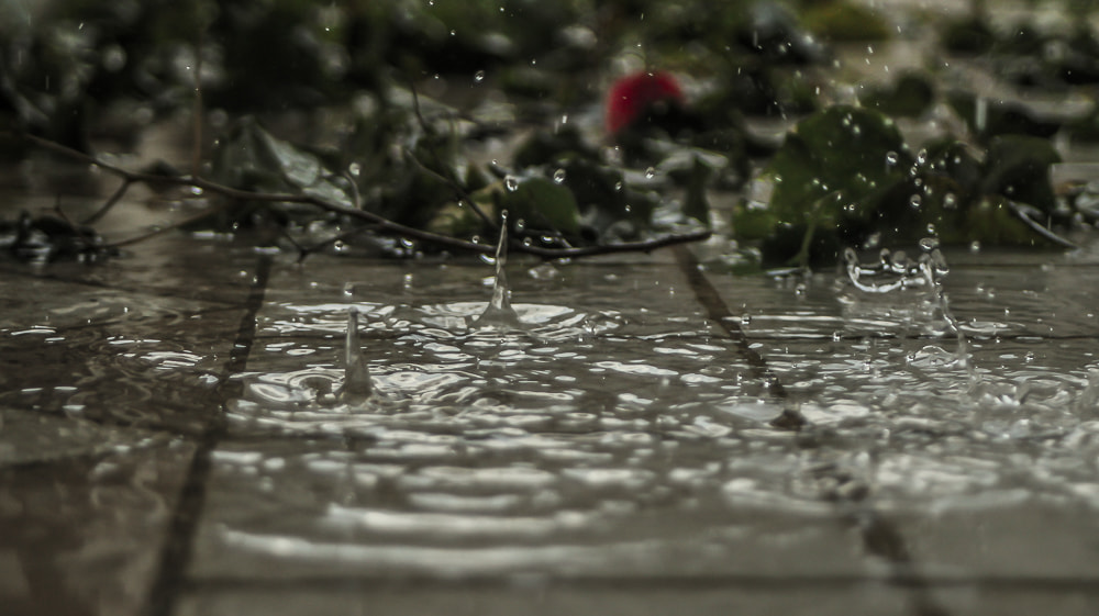 Canon EF 28-80mm f/3.5-5.6 sample photo. After the rain photography