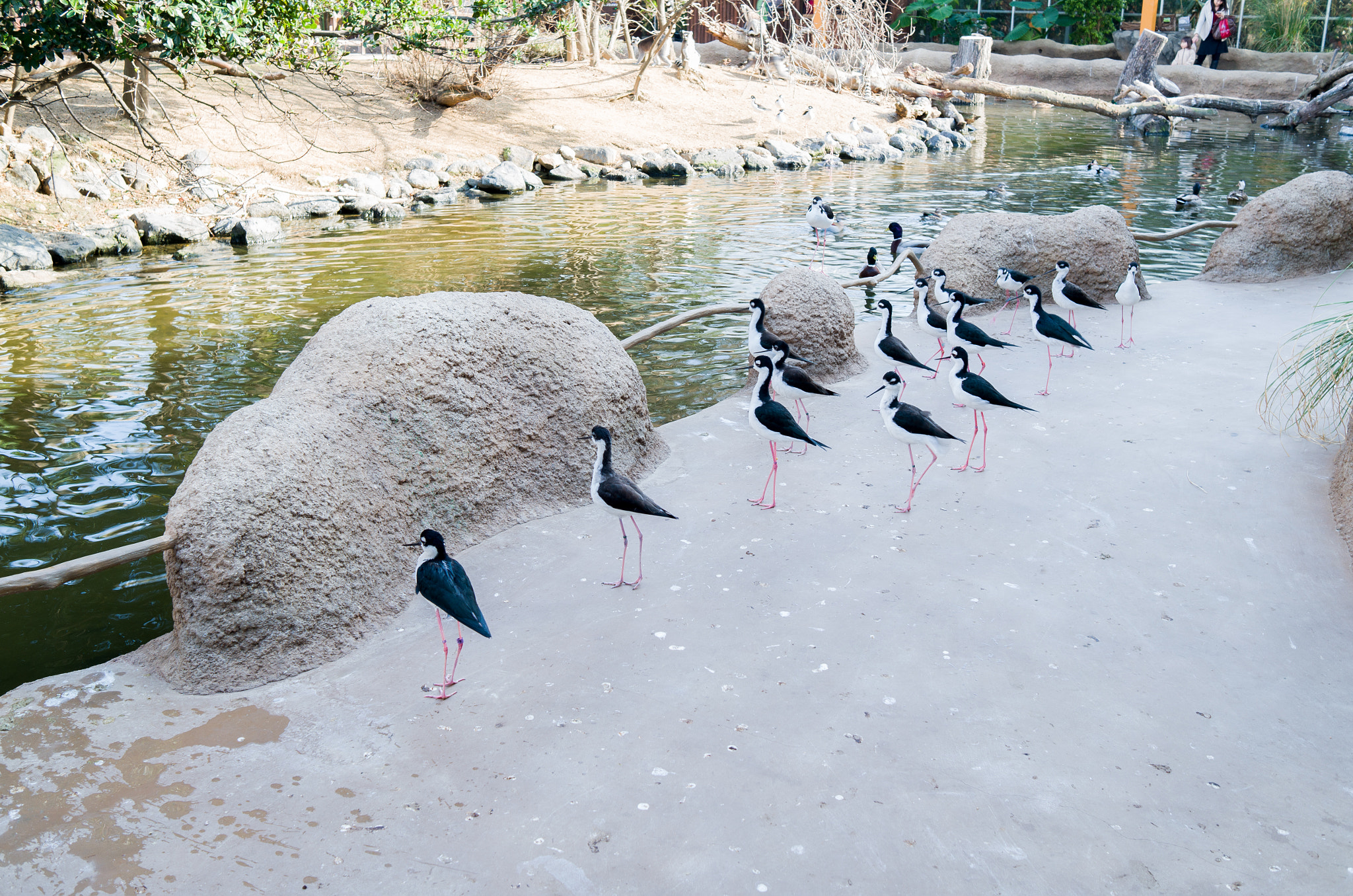 Leica X-E (TYP 102) sample photo. Himantopus mexicanus.kobe animal kingdom. photography