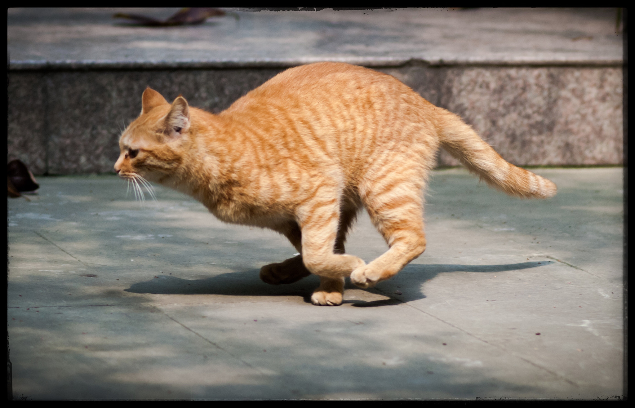 Sony Alpha DSLR-A200 + Sony 100mm F2.8 Macro sample photo. 貓 photography