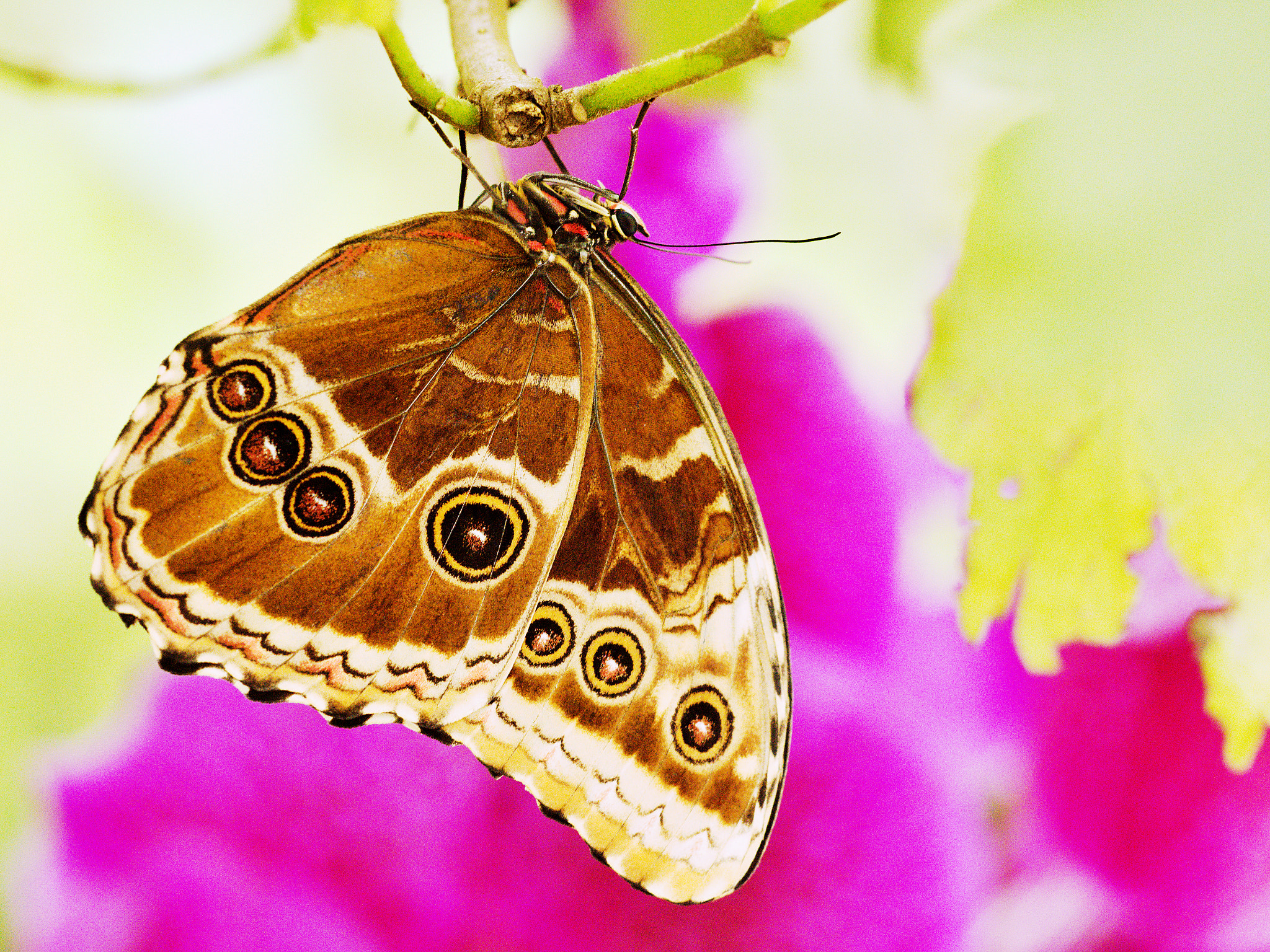Sigma 150mm F2.8 EX DG Macro HSM sample photo. Morpho peleides from the reverse side photography