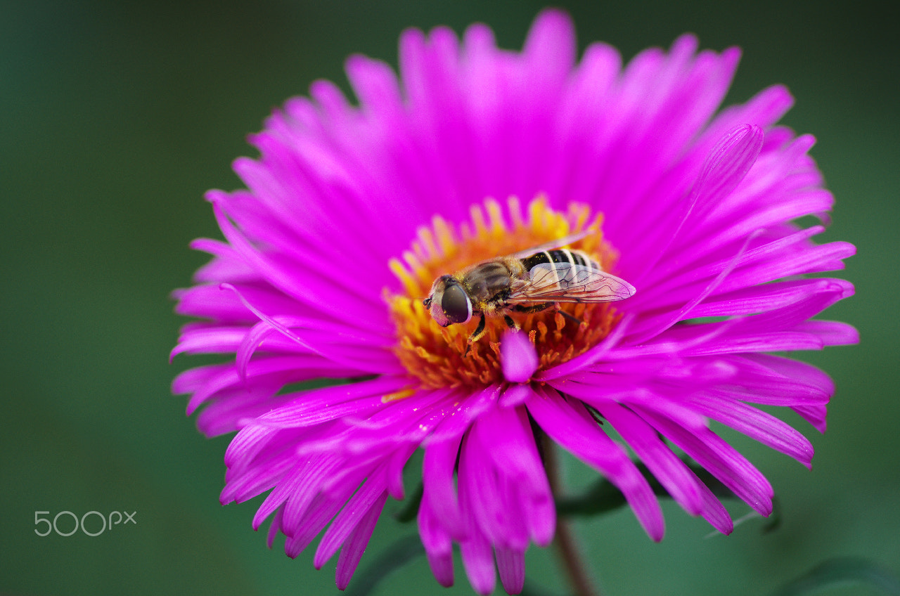 Pentax smc D-FA 100mm F2.8 Macro WR sample photo. At work photography
