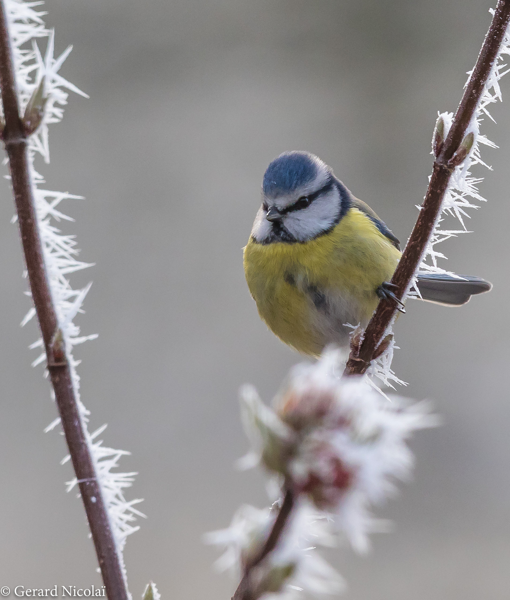 Canon EF 300mm F2.8L IS USM sample photo. Blue tit photography