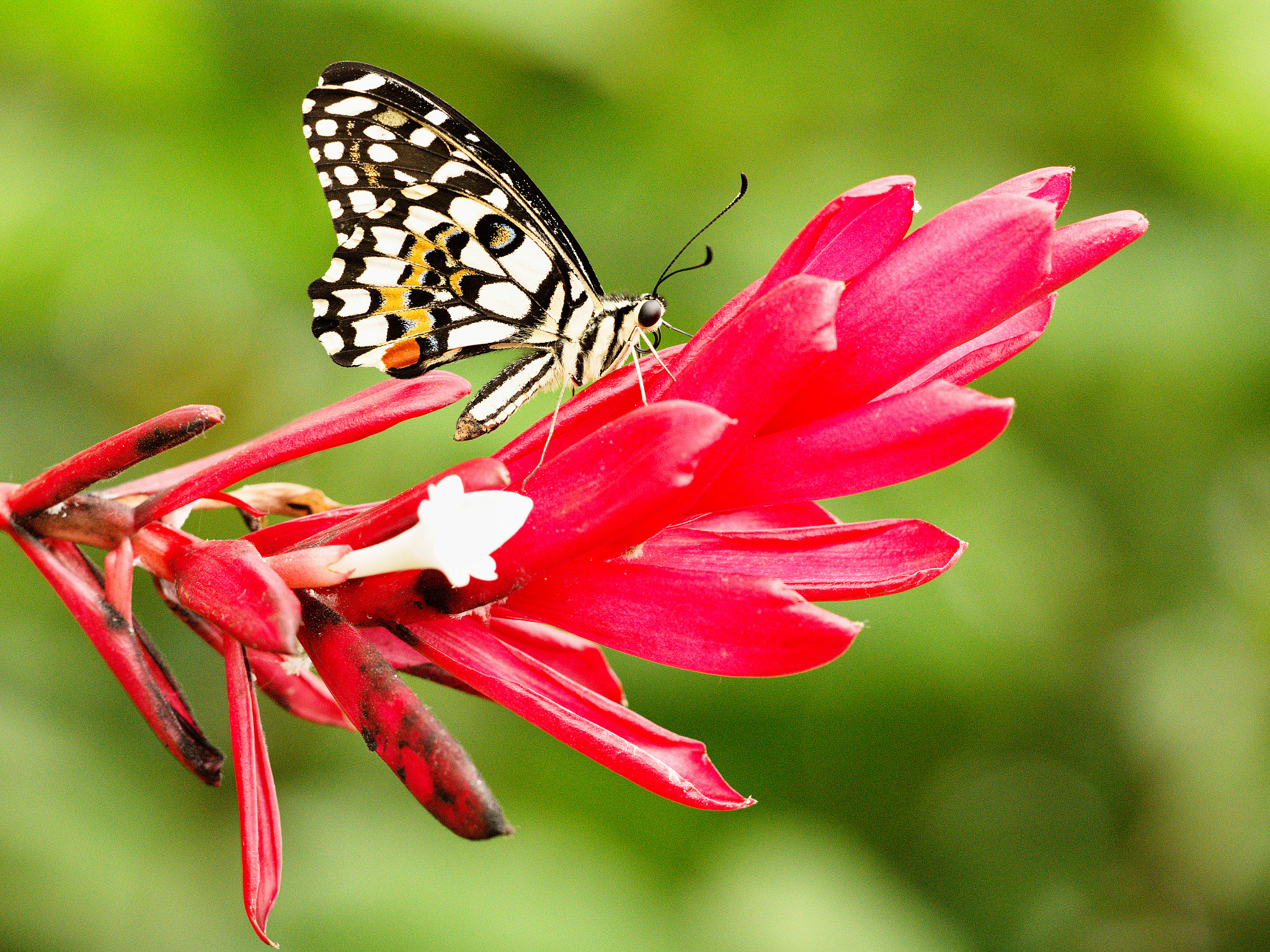 Sigma 150mm F2.8 EX DG Macro HSM sample photo. Papilio demodocus photography