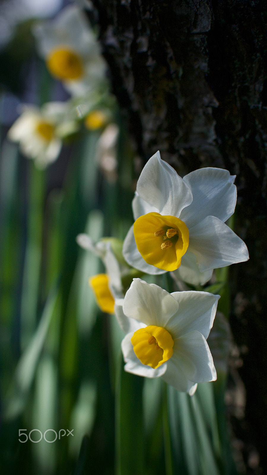 Nikon 1 Nikkor 18.5mm F1.8 sample photo. Narcissus photography