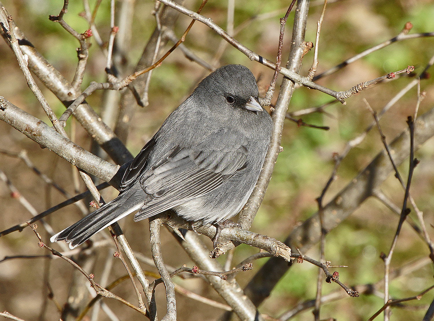 140-400mm F5.6 G SSM OSS II sample photo. Glance - juncoe photography