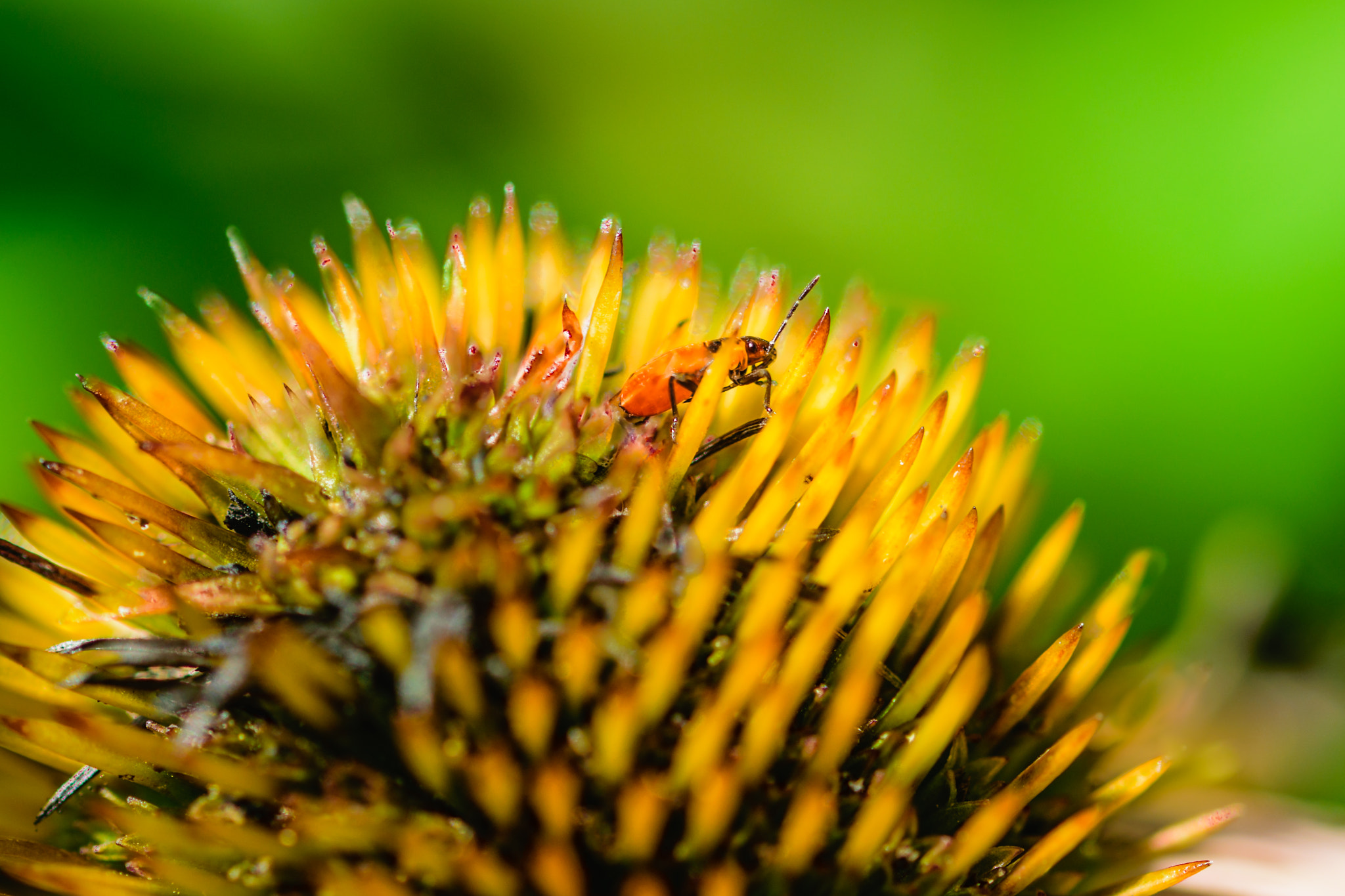 Sigma 105mm F2.8 EX DG OS HSM sample photo. Cute little bugger photography