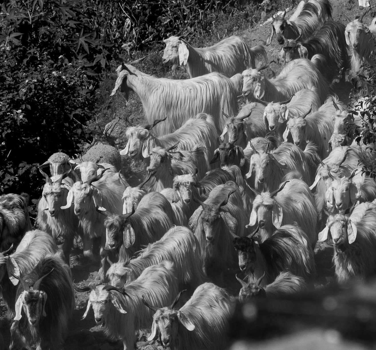 Nikon D4S sample photo. Goats photography