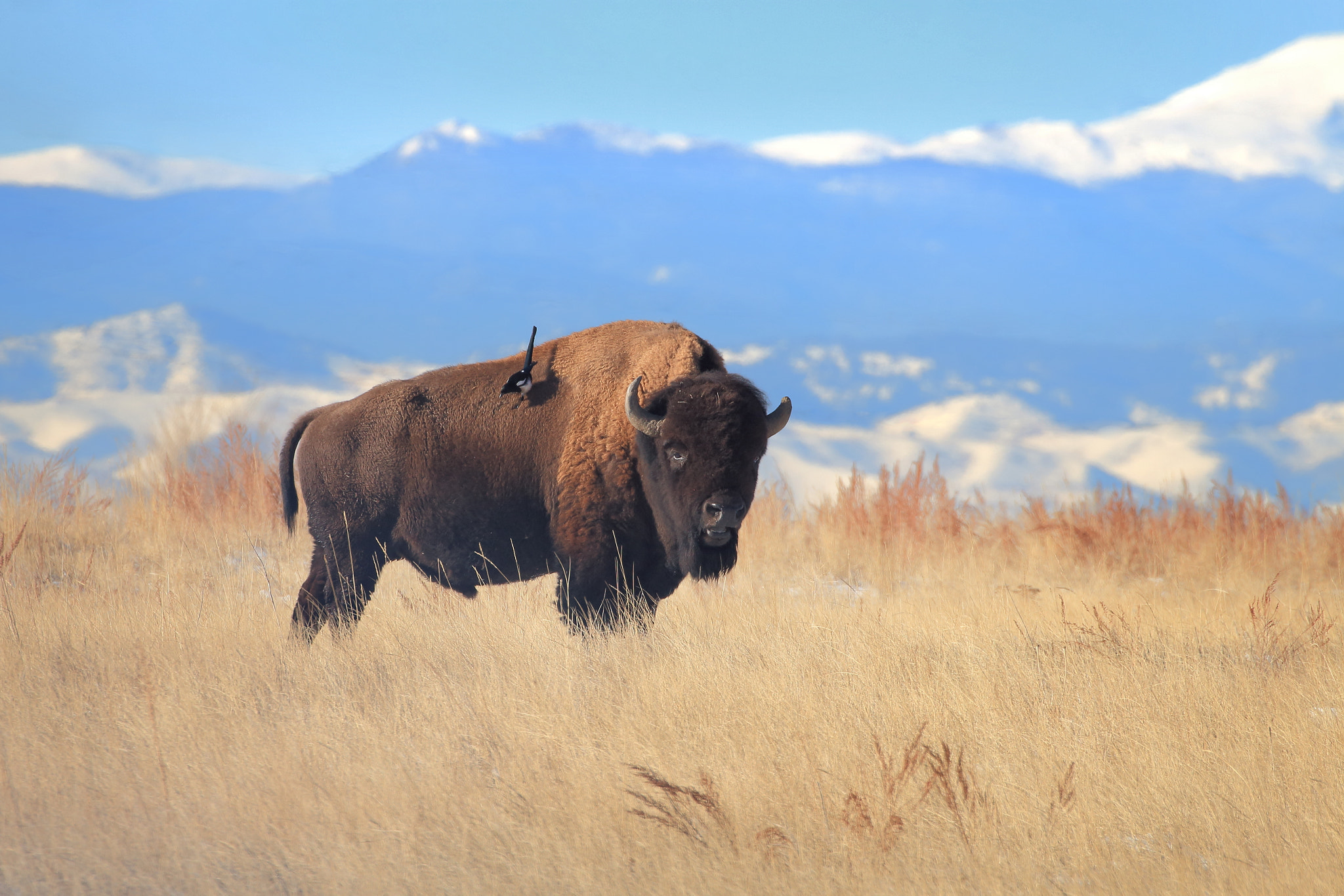 Canon EOS 100D (EOS Rebel SL1 / EOS Kiss X7) sample photo. Bison and magpie photography