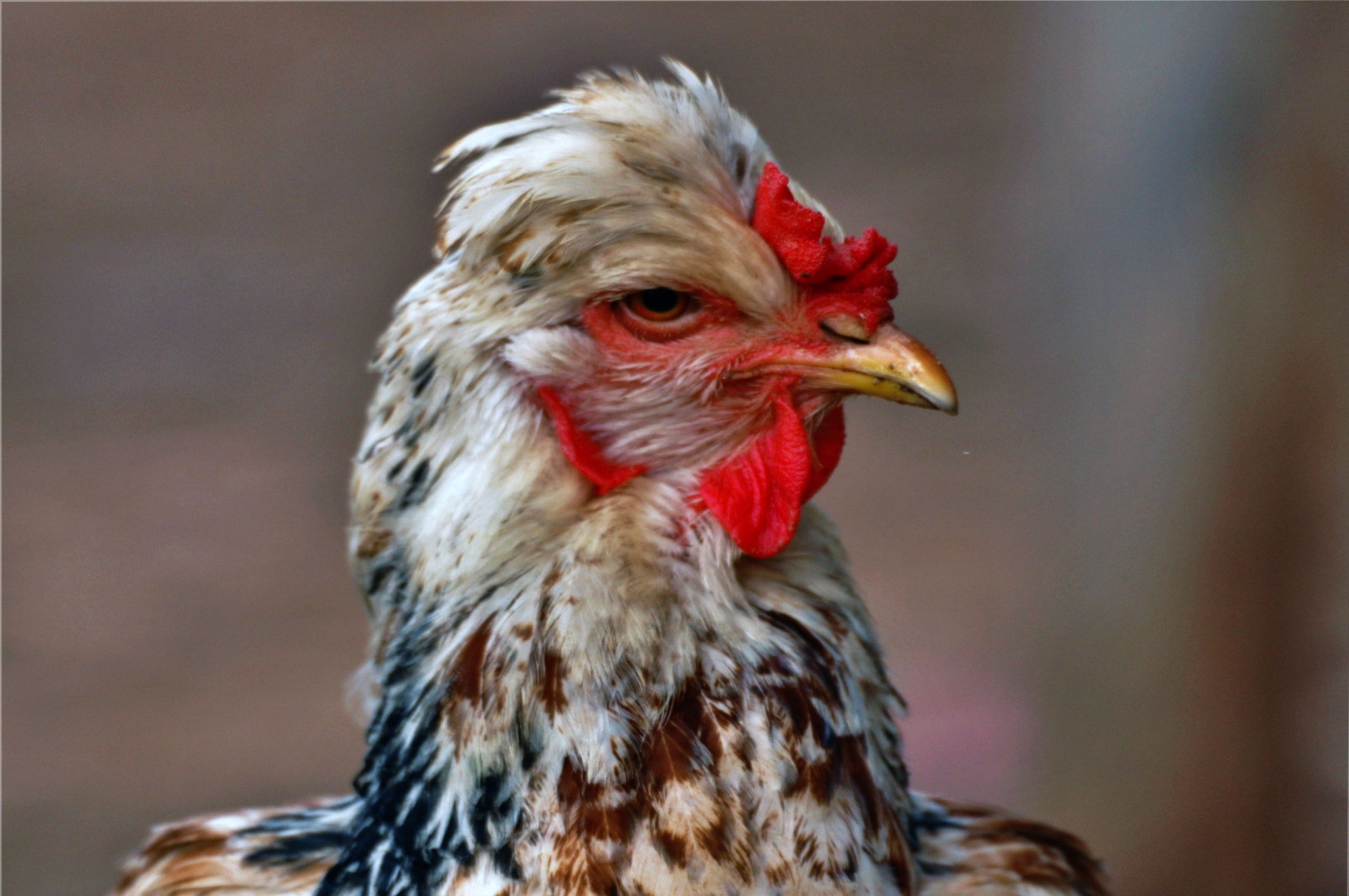 Sigma 50-500mm F4.5-6.3 DG OS HSM sample photo. La gallina photography
