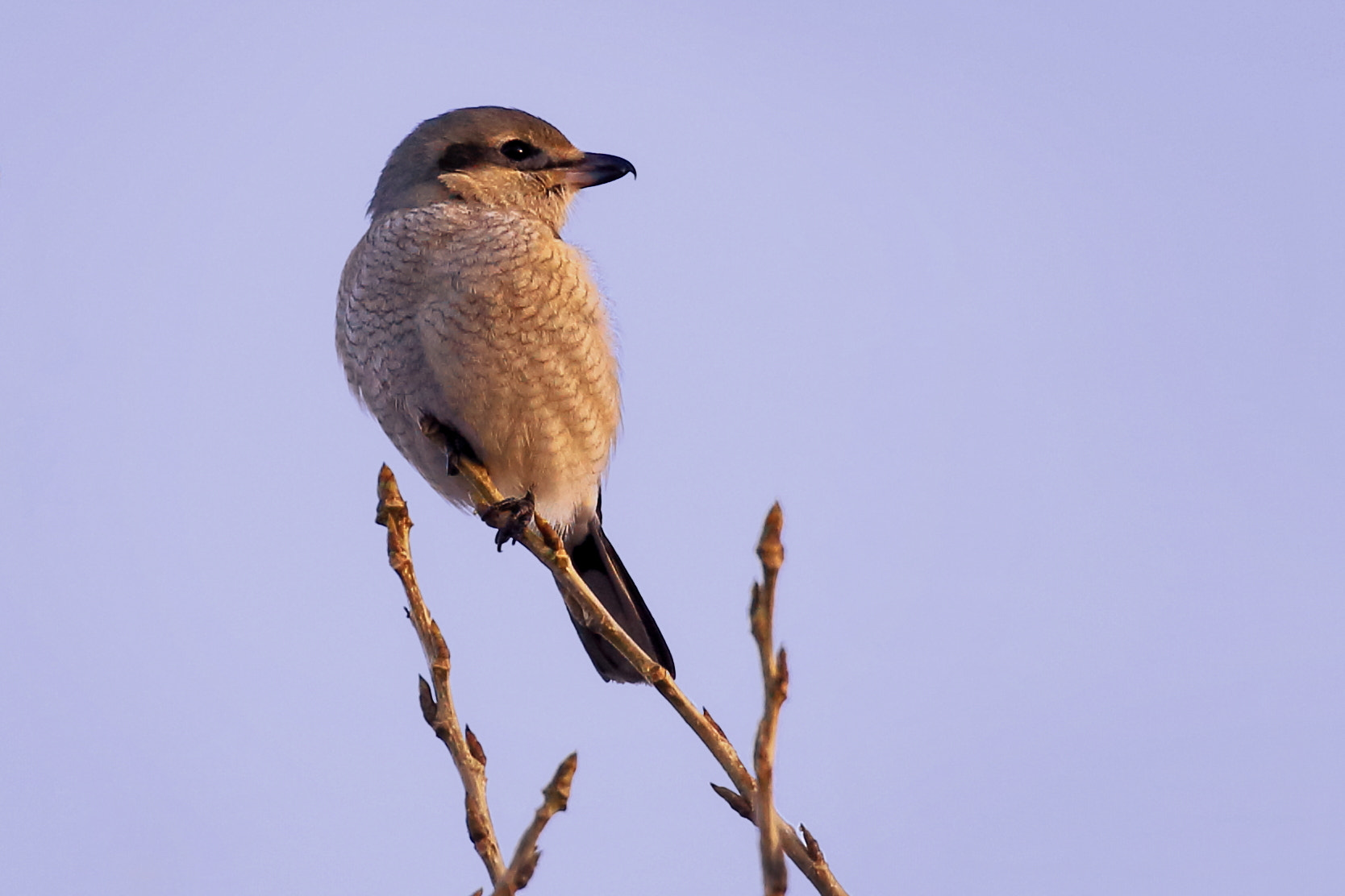 Canon EOS 100D (EOS Rebel SL1 / EOS Kiss X7) + Canon EF 100-400mm F4.5-5.6L IS II USM sample photo. Northern shrike photography
