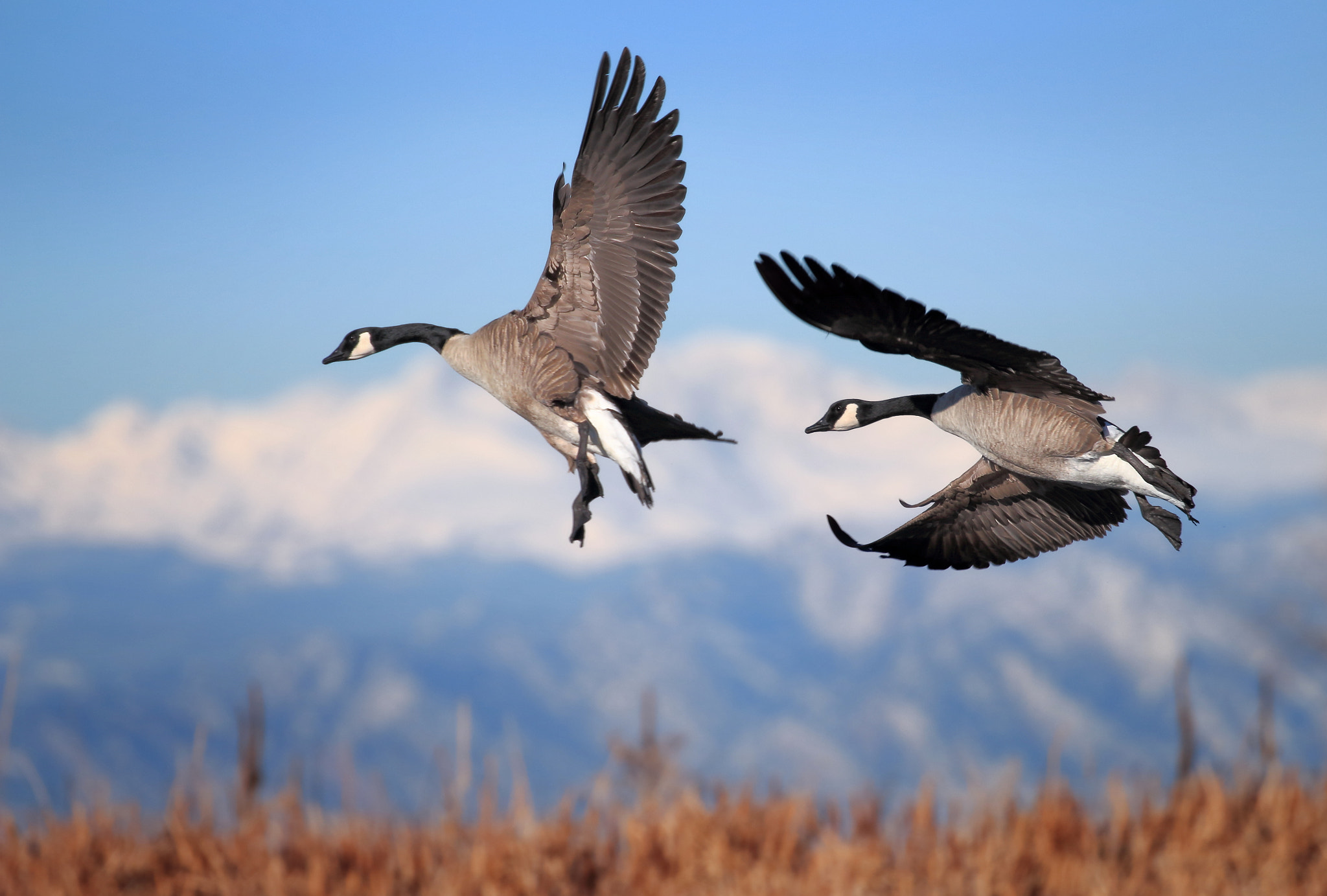 Canon EOS 100D (EOS Rebel SL1 / EOS Kiss X7) sample photo. Canada geese in the rockies photography