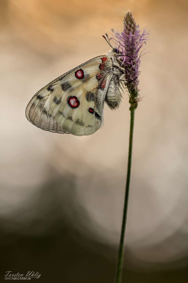Sigma APO Macro 150mm f/2.8 EX DG HSM sample photo. Apollo photography