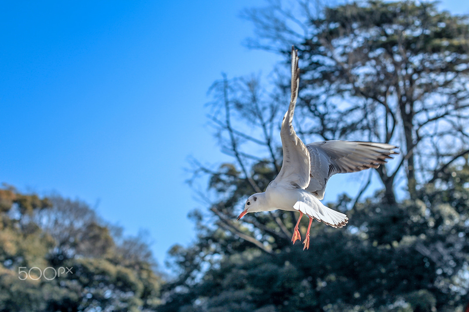 Canon EOS-1D Mark IV sample photo. Landing.... photography