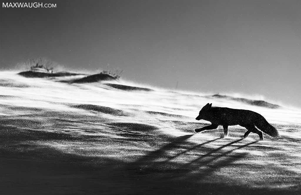 Canon EOS-1D X + Canon EF 500mm F4L IS USM sample photo. Best of 2016: red fox on winter ridge photography