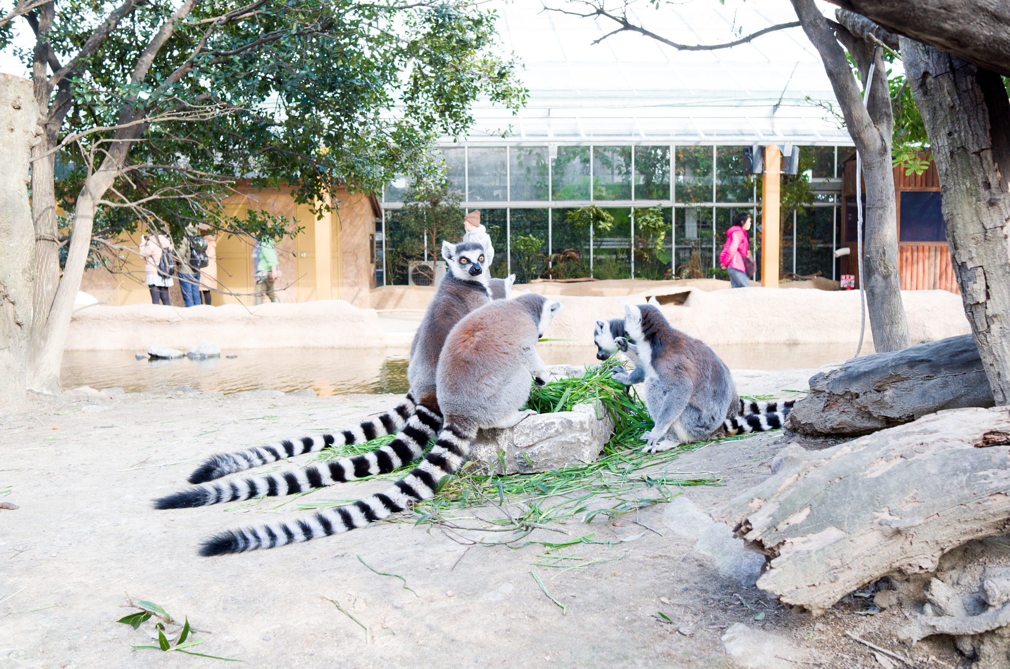 Leica X-E (TYP 102) sample photo. Suricata suricatta.kobe animal kingdom. photography