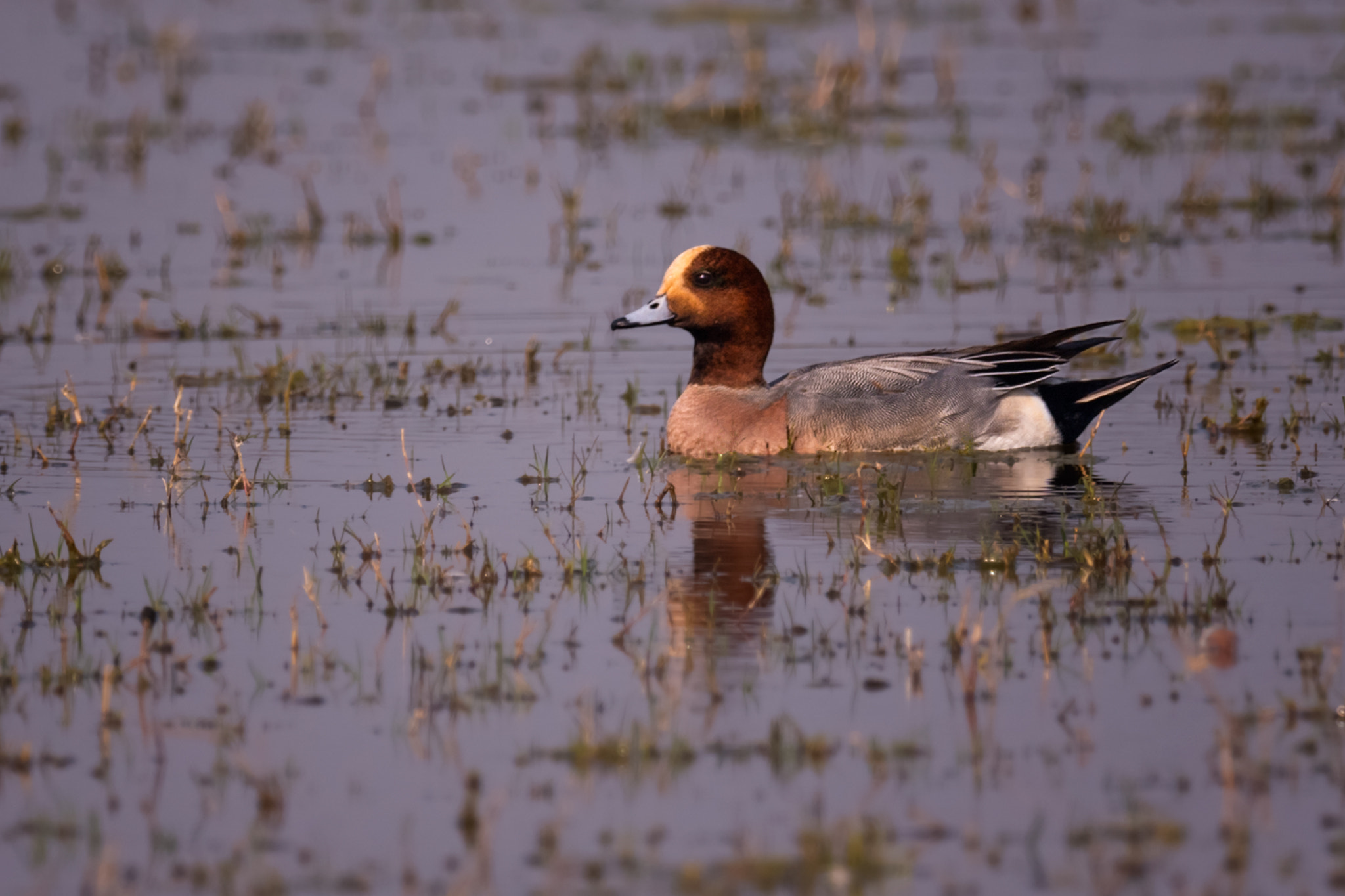 Nikon AF-S Nikkor 800mm F5.6E FL ED VR sample photo. ললশর দবরখওর হস eurasian wigeonanas penelope photography