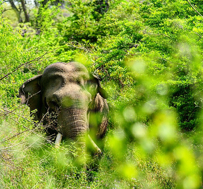 Nikon D300S sample photo. King of the jungle, behind the bush in full alert! photography