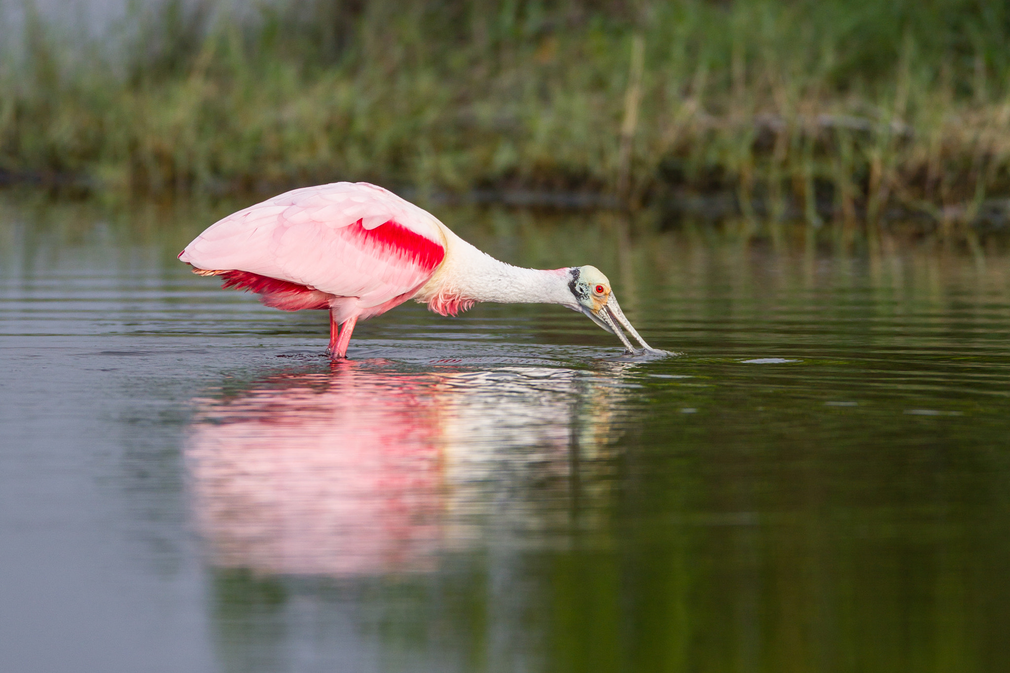 Canon EOS-1D Mark IV sample photo. Roseate spoonbill photography