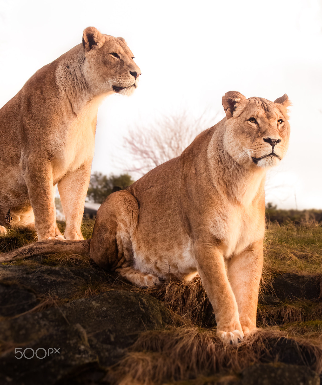 Nikon D610 + Tamron AF 28-75mm F2.8 XR Di LD Aspherical (IF) sample photo. The lion sisters photography