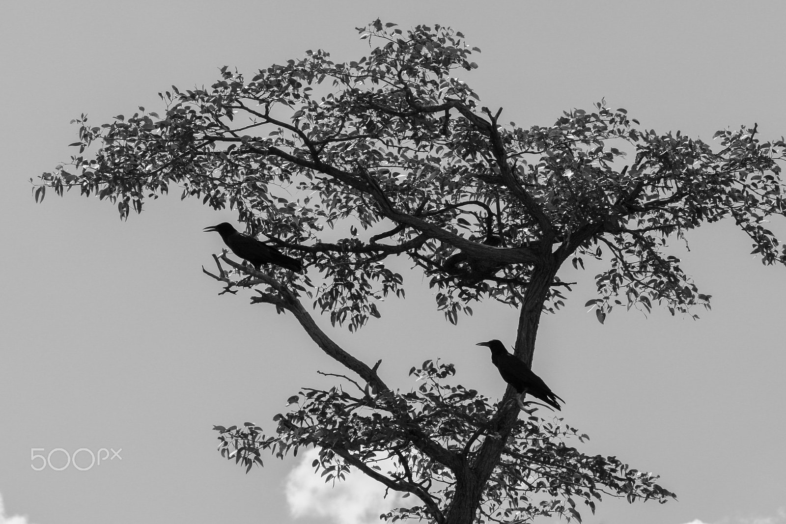 Canon EF 100-400mm F4.5-5.6L IS USM sample photo. Love photography