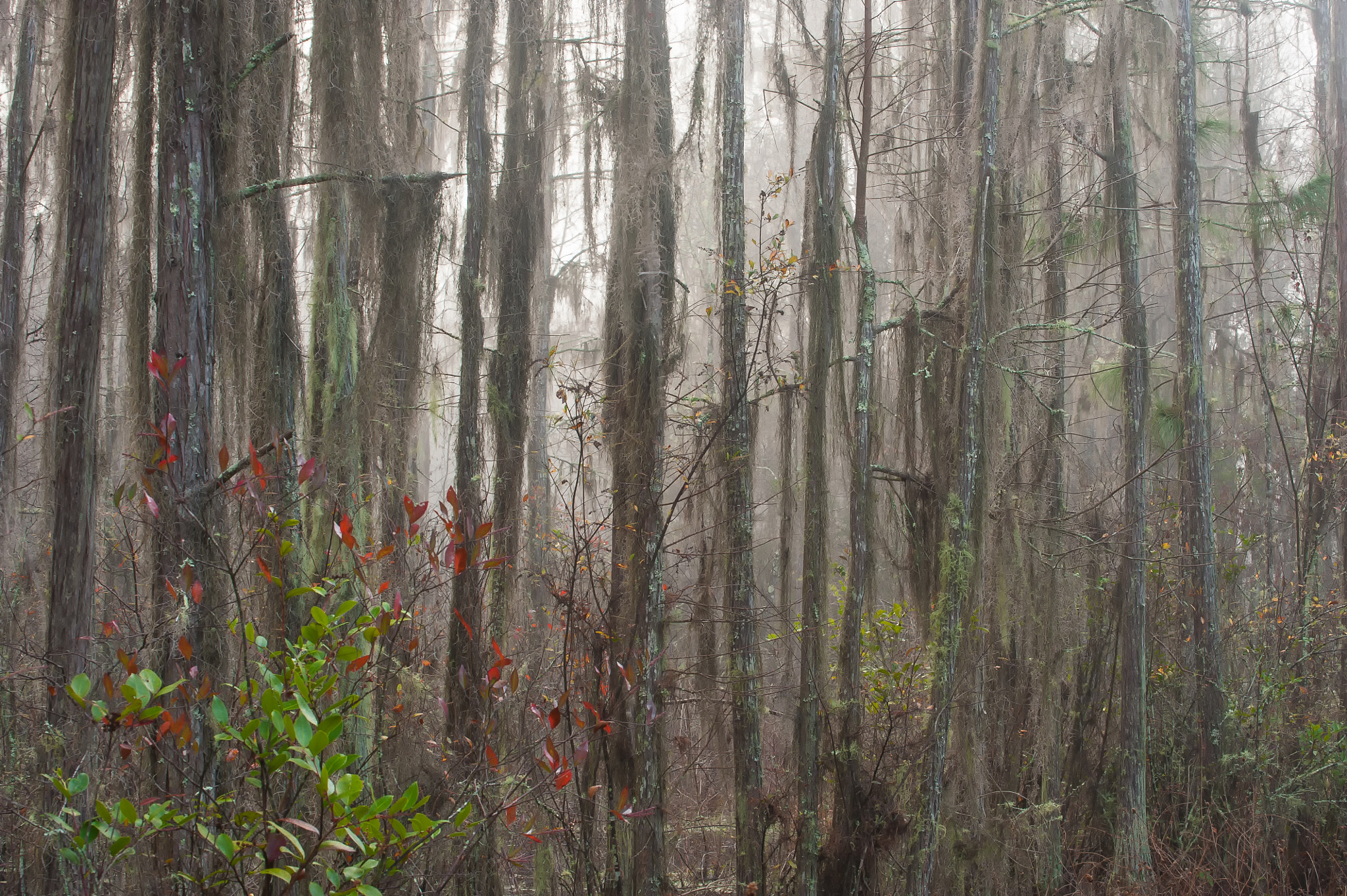 Nikon D3 sample photo. Grand bay photography