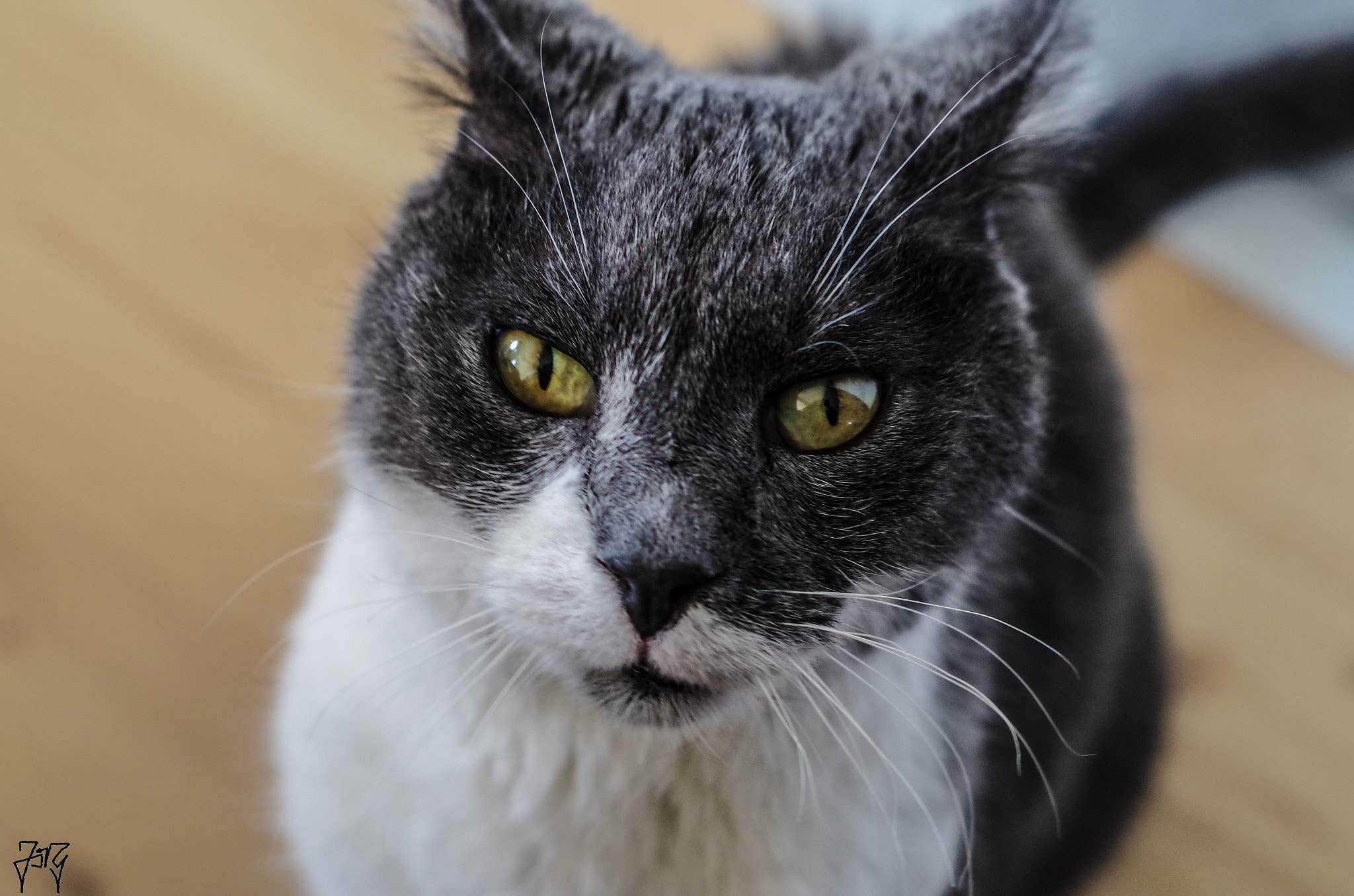 Pentax K-50 sample photo. Killercat photography