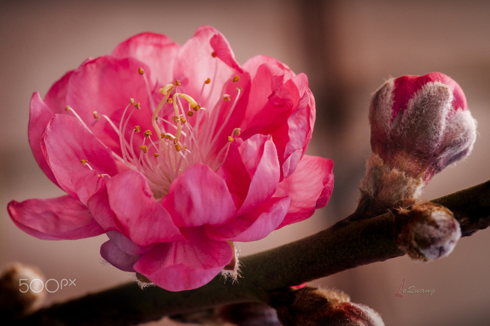Sigma 150mm F2.8 EX DG Macro HSM sample photo. Sakura photography