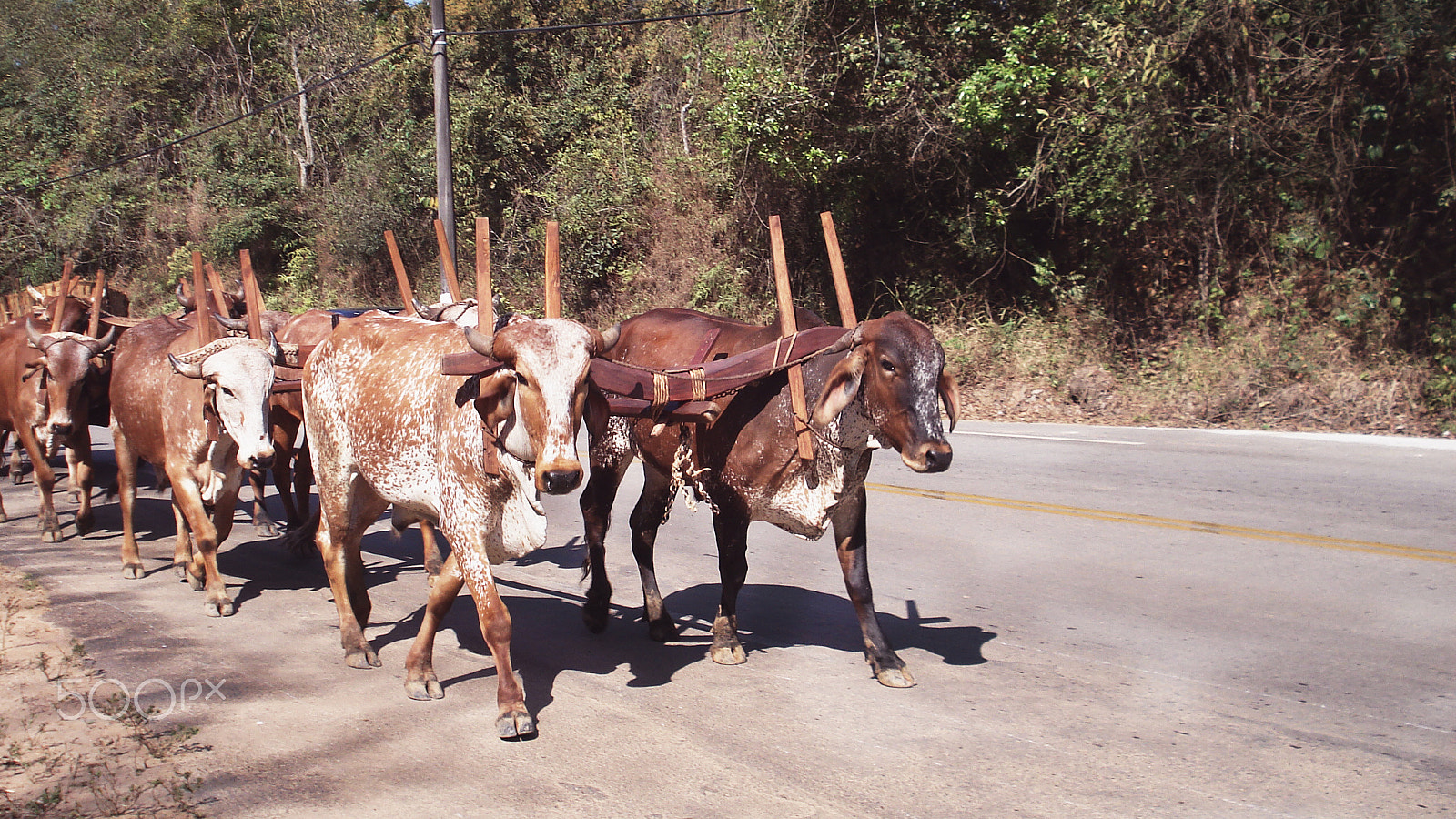 Sony DSC-W50 sample photo. Rural world. mundo rural photography