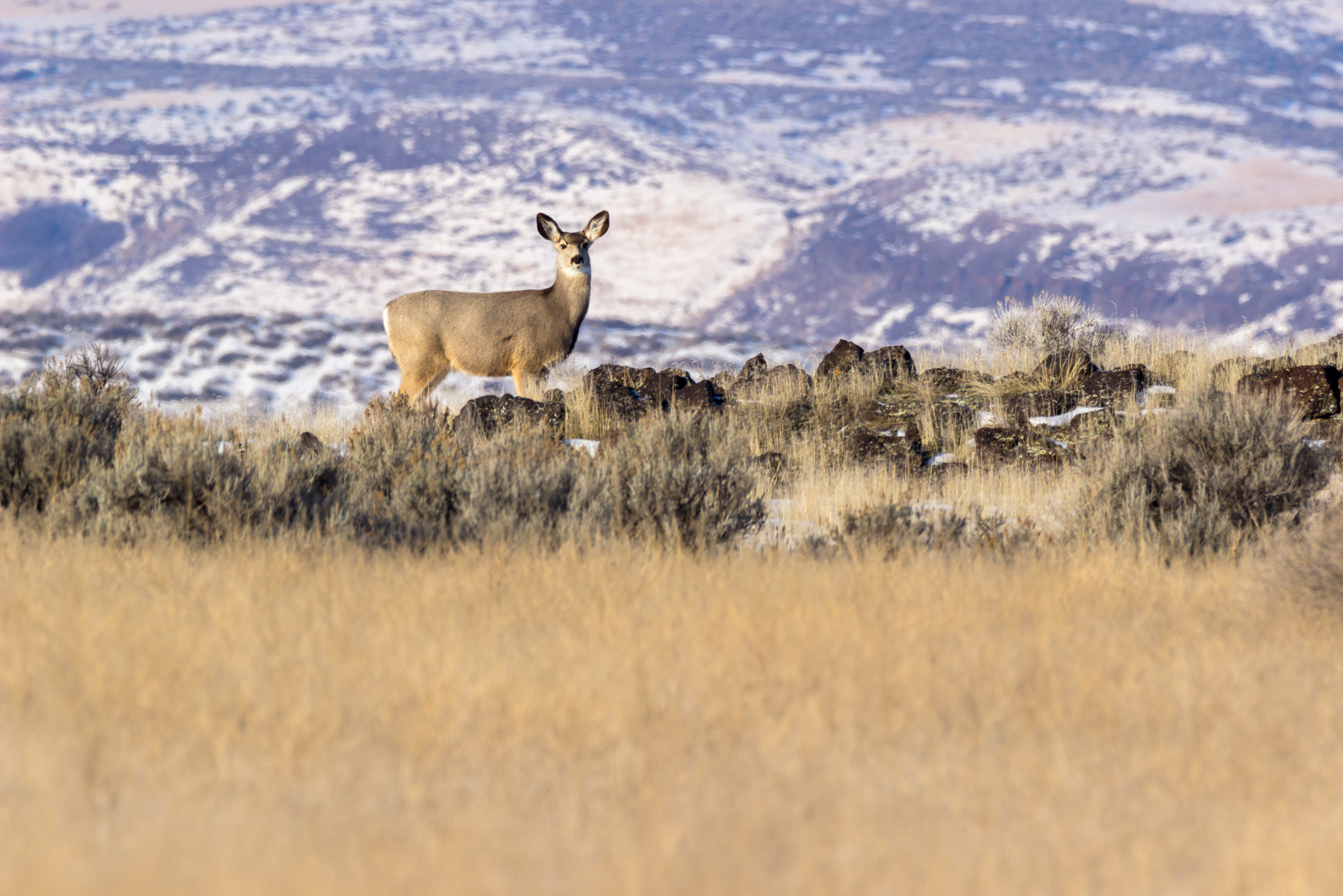 150-600mm F5-6.3 DG OS HSM | Contemporary 015 sample photo. Deer on a cliff photography