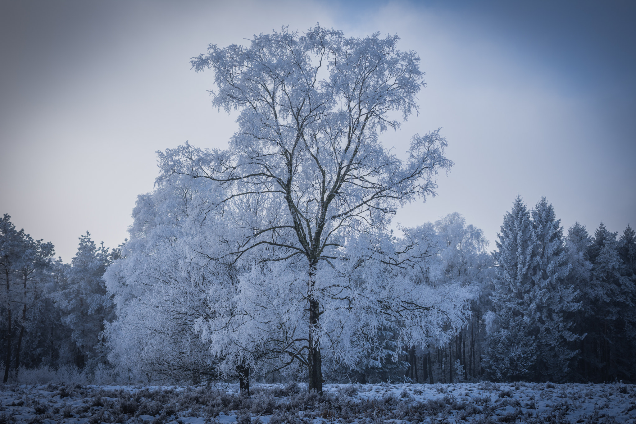 Nikon AF-S DX Micro Nikkor 40mm F2.8 sample photo. Frost in the forest photography