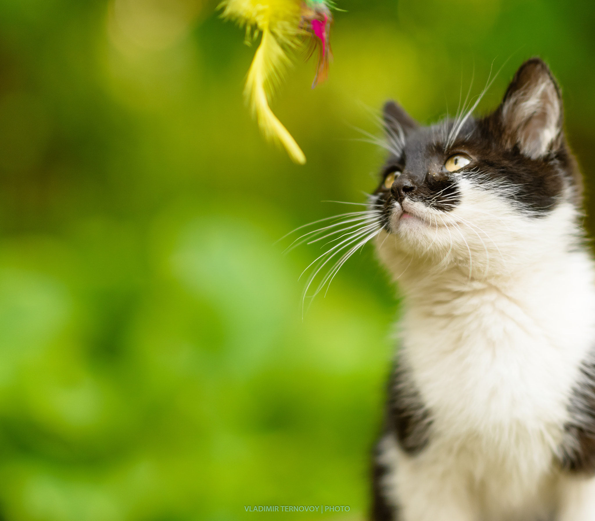 Nikon D800E sample photo. Kitten and the toy photography