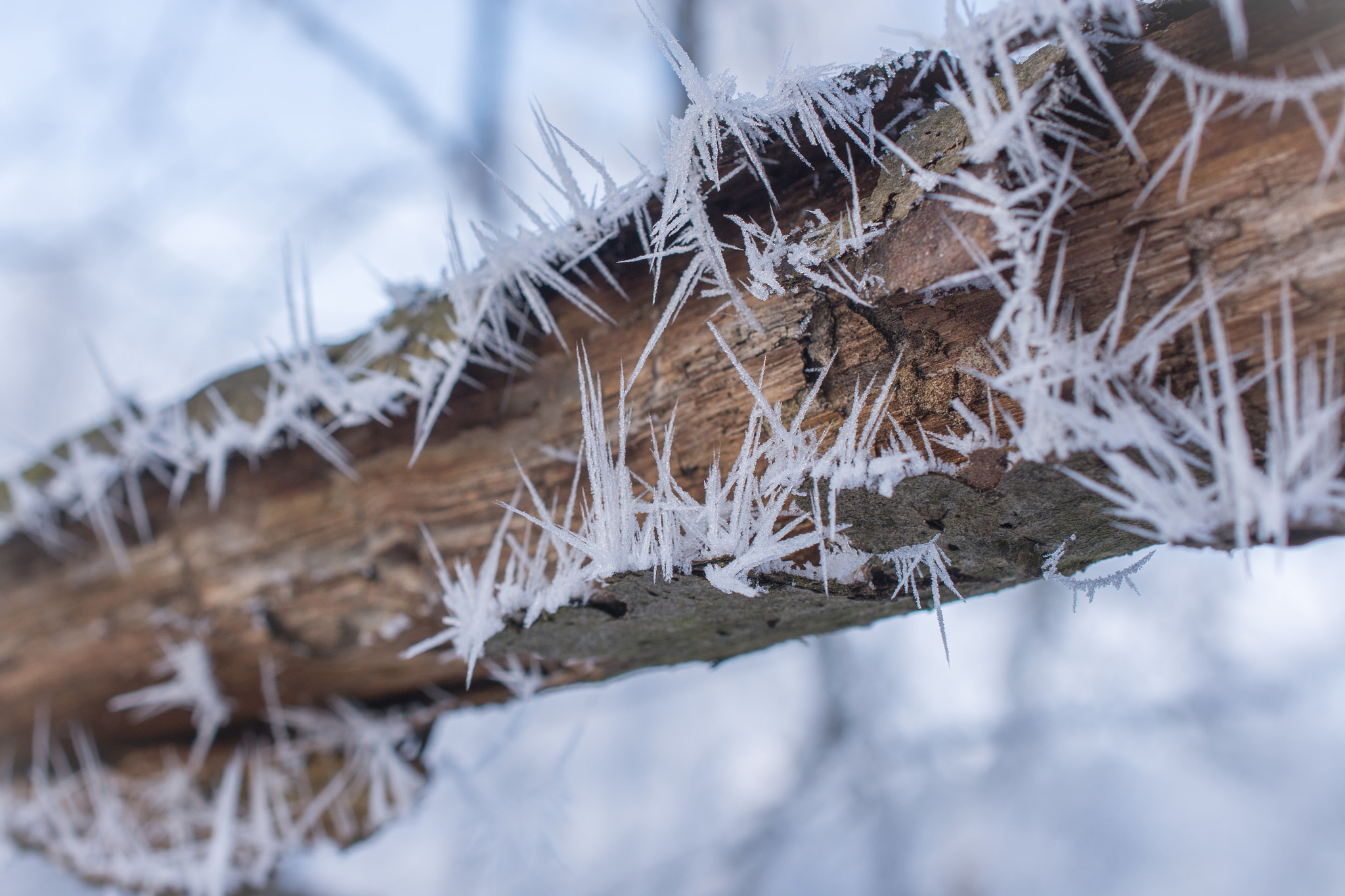 Nikon AF-S DX Micro Nikkor 40mm F2.8 sample photo. Frost on treebranch photography