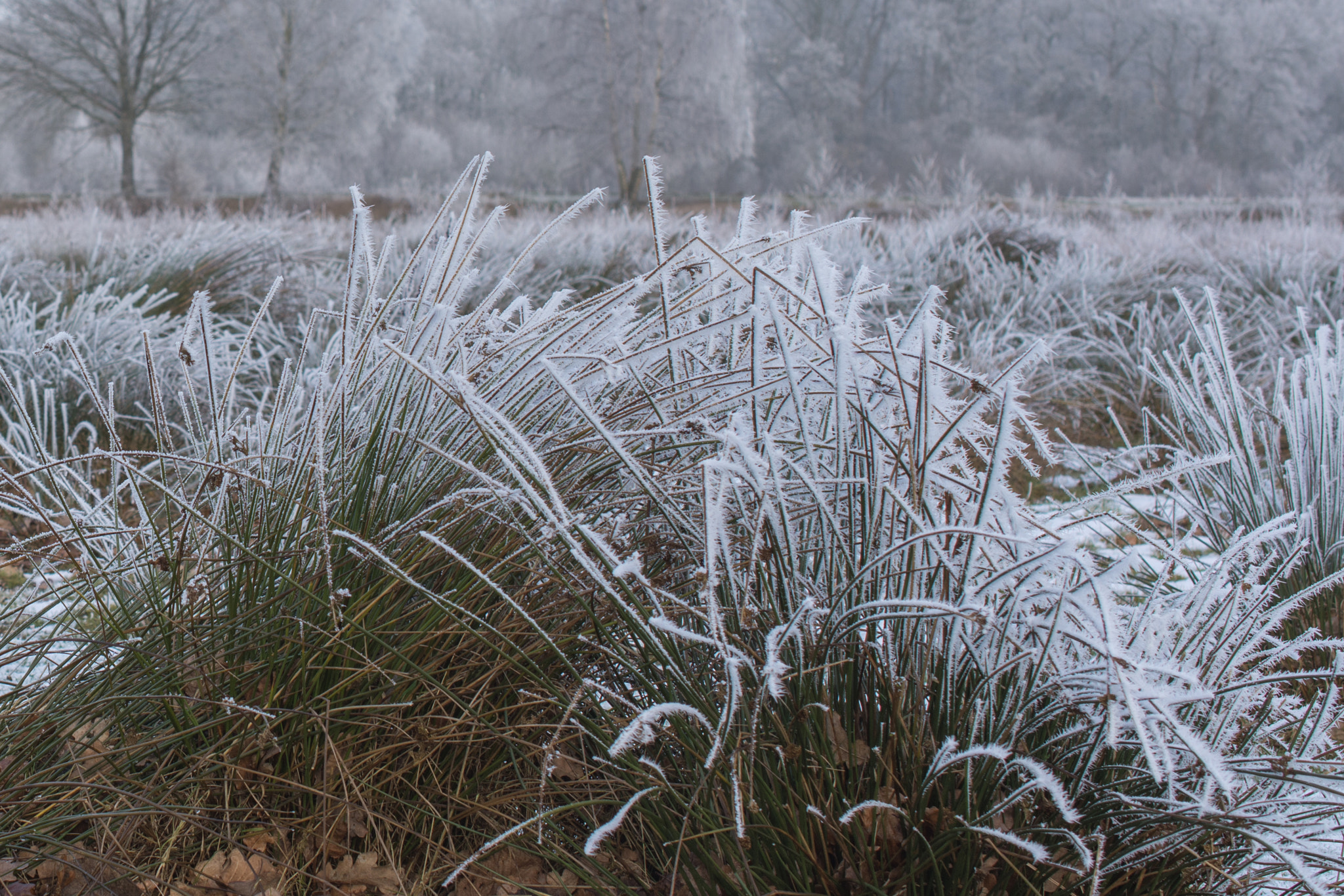 Nikon AF-S DX Micro Nikkor 40mm F2.8 sample photo. Frost on grass photography