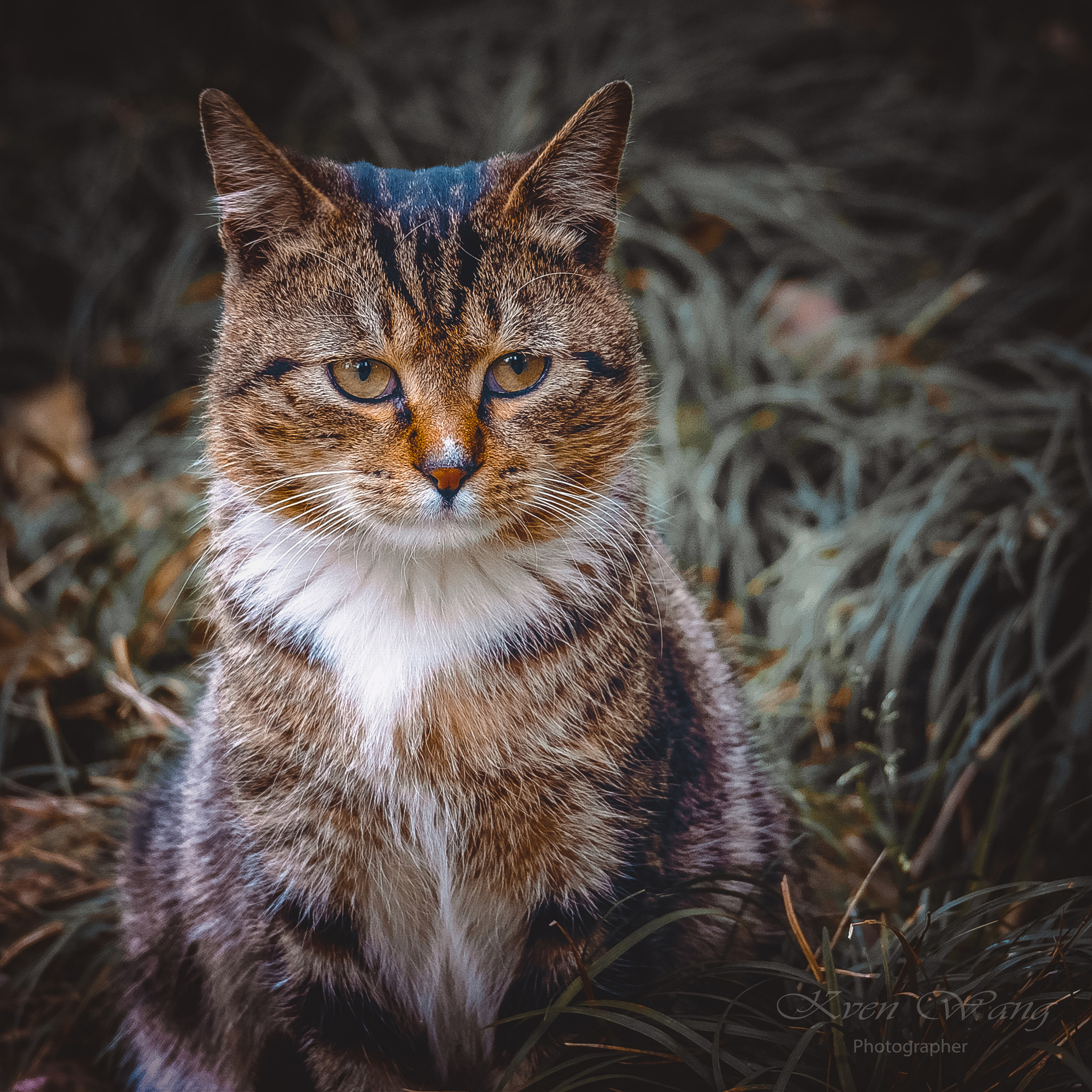 Fujifilm X-T10 + Fujifilm XC 50-230mm F4.5-6.7 OIS II sample photo. Yours eyes photography