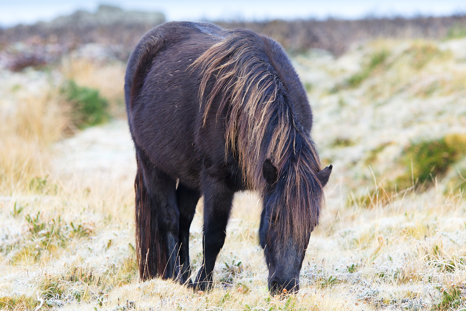Canon EOS 80D sample photo. Dartmoor pony photography