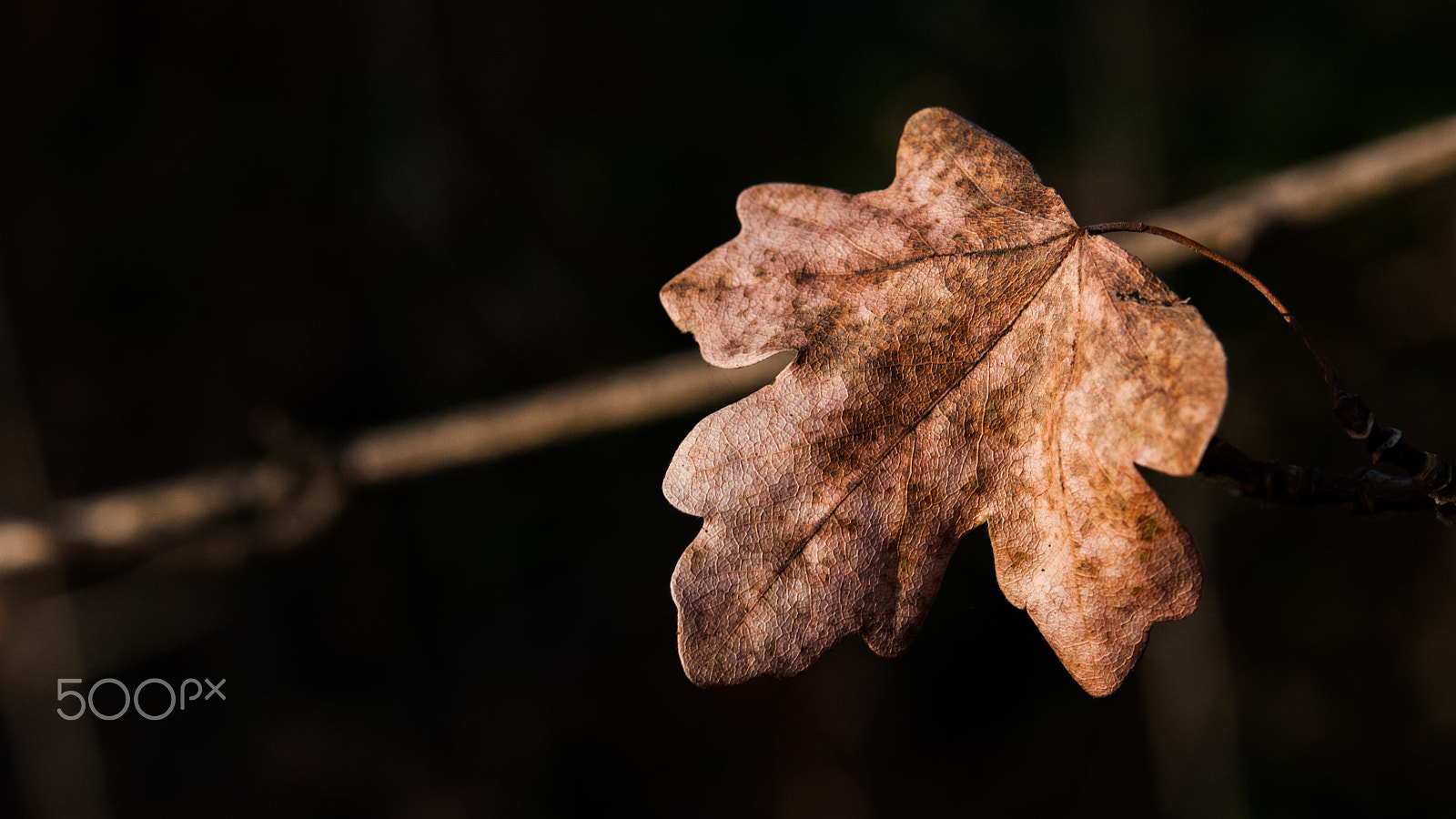 Nikon D300 sample photo. Autumn leaf photography