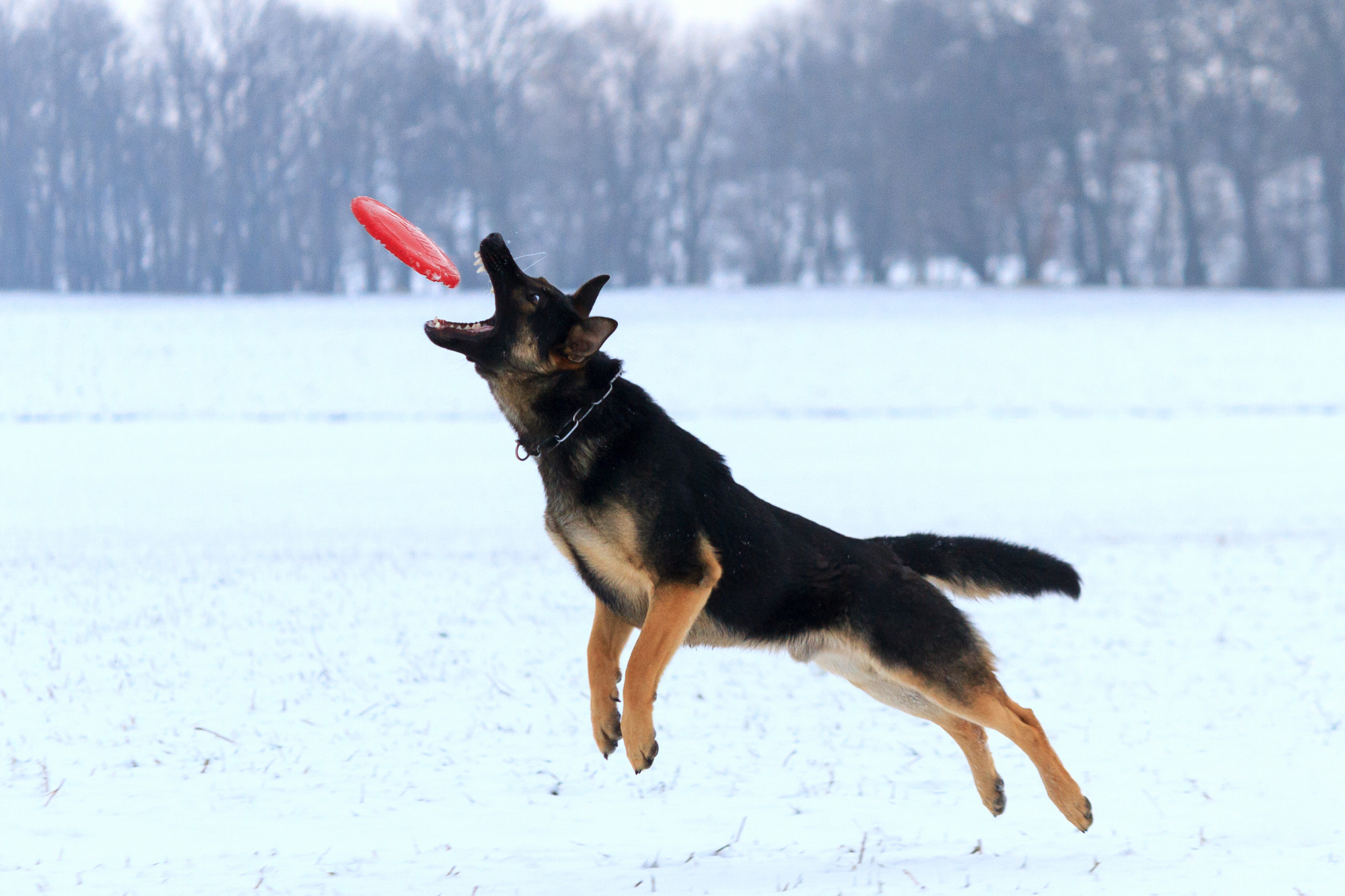 Canon EF-S 55-250mm F4-5.6 IS sample photo. Snow photography