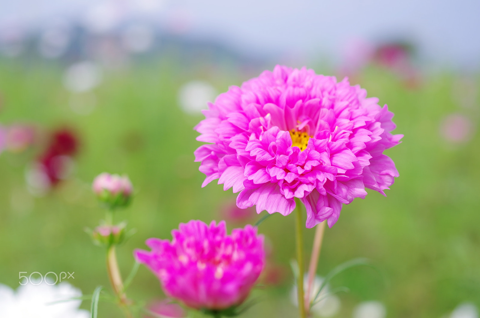 Pentax K-50 sample photo. Lovely petal photography