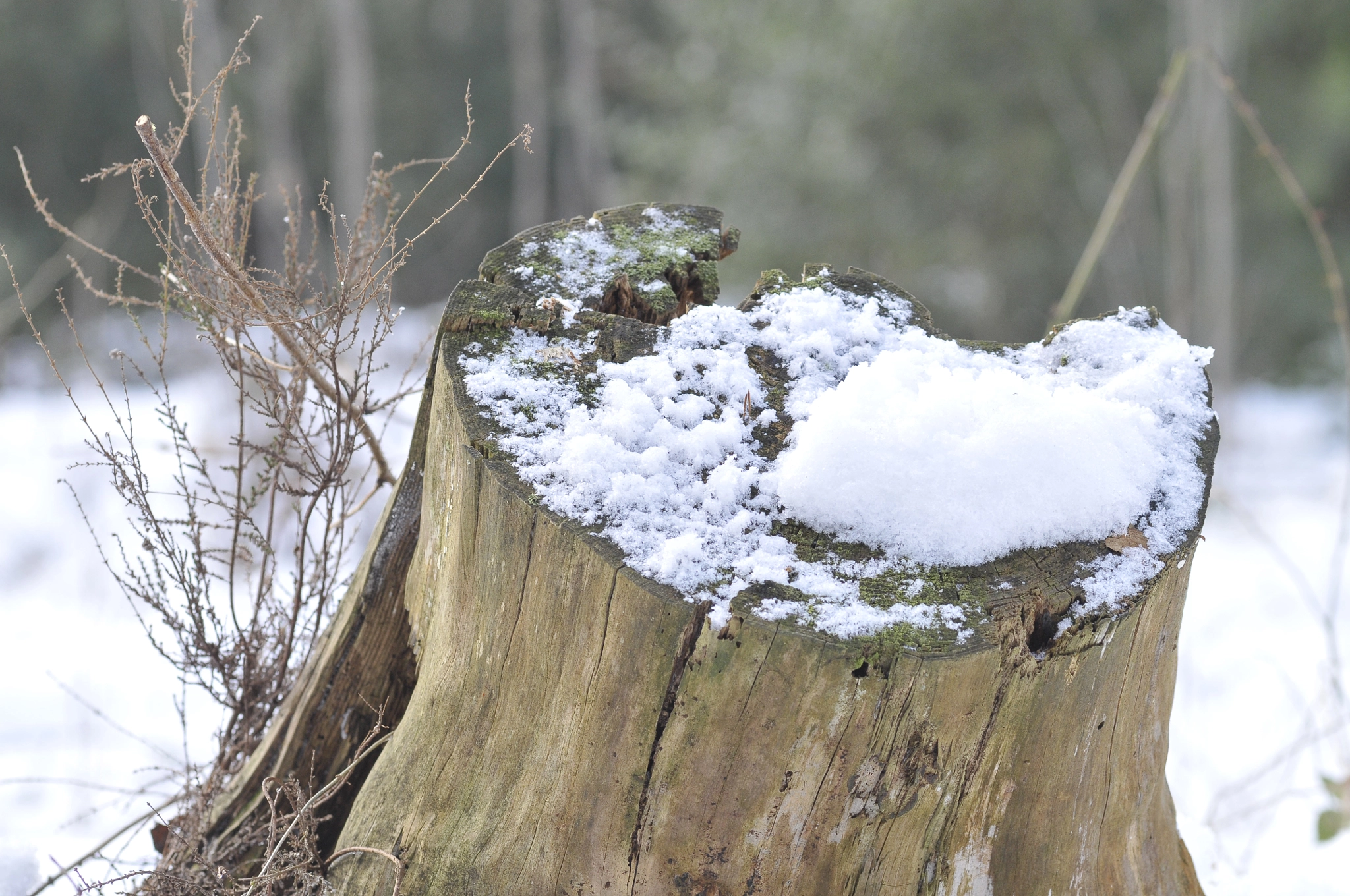 Nikon AF-S Micro-Nikkor 105mm F2.8G IF-ED VR sample photo. Dsc photography