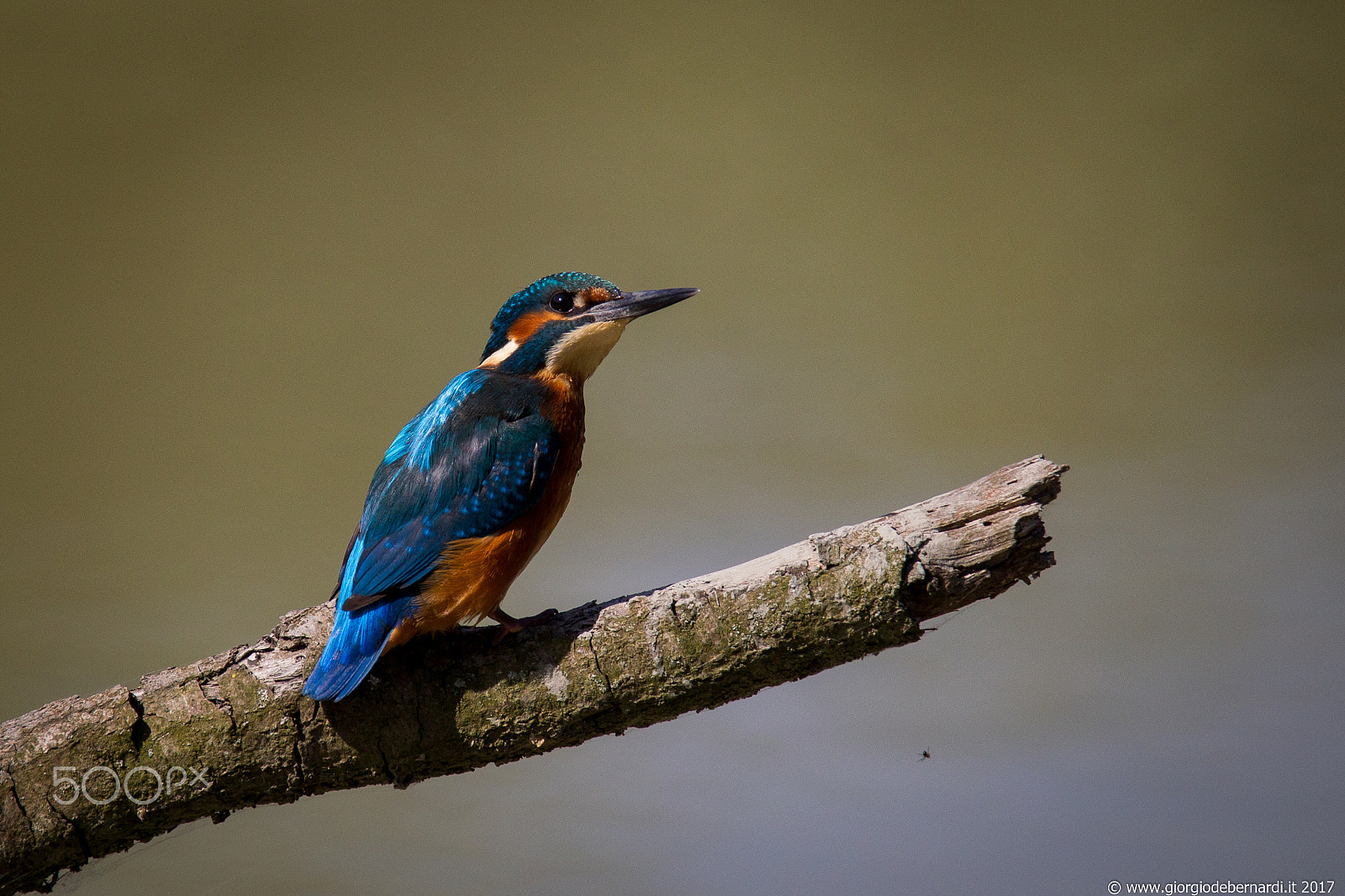 Canon EOS-1D Mark IV + Tamron SP 150-600mm F5-6.3 Di VC USD sample photo. Common kingfisher photography