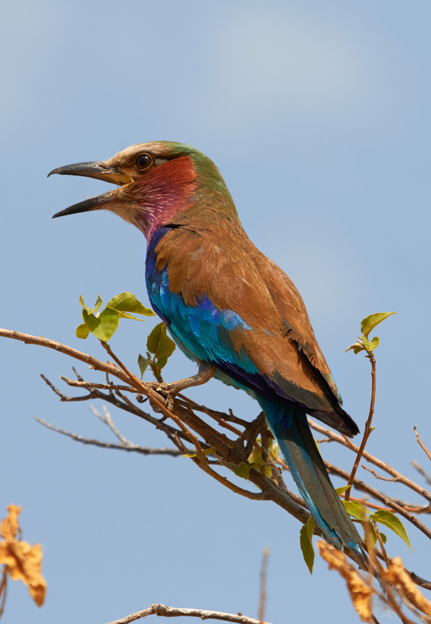 Canon EOS 7D Mark II sample photo. Lilac-breasted roller photography